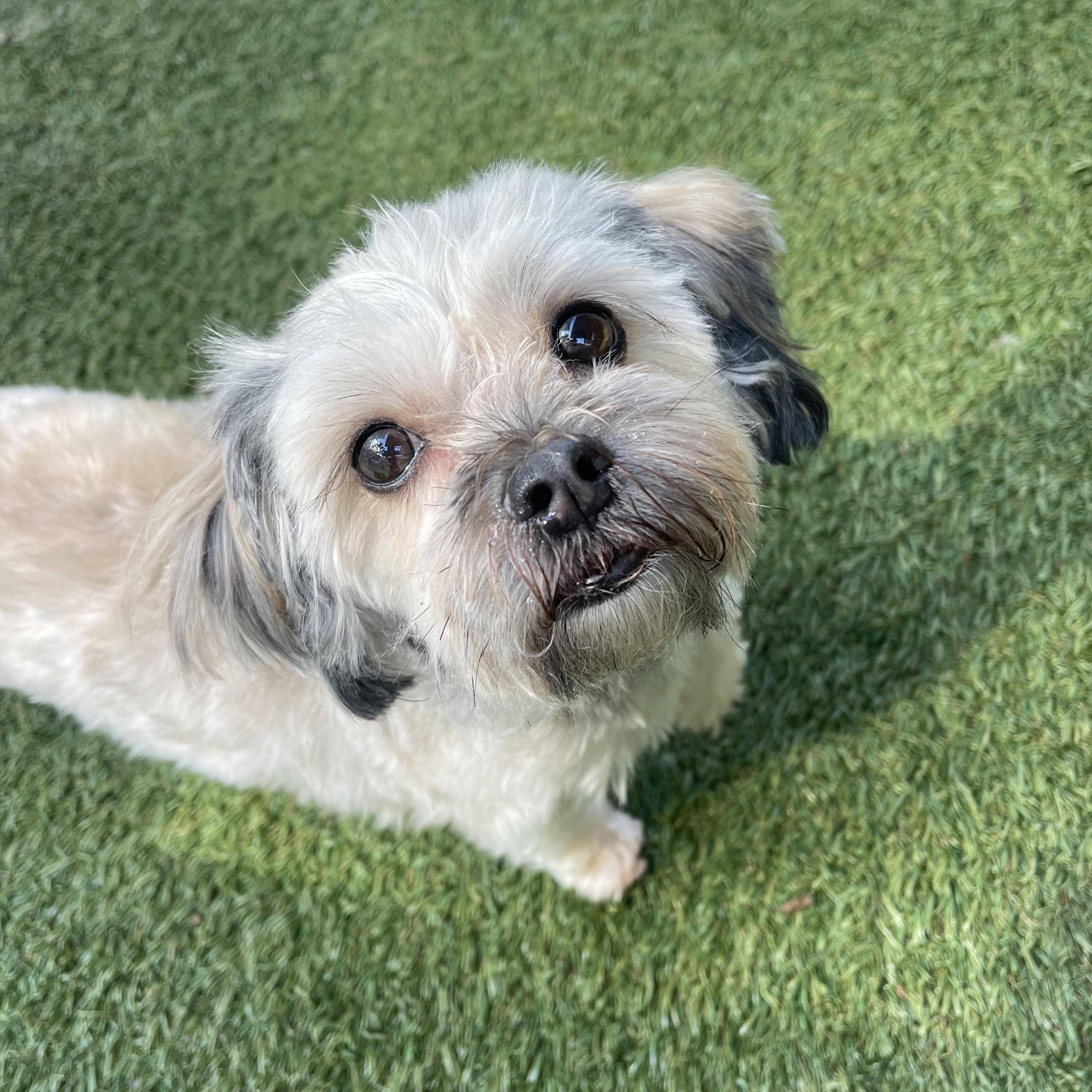 Enlarge Peppa, an adopted mixed breed in Baton Rouge, LA image 1/6