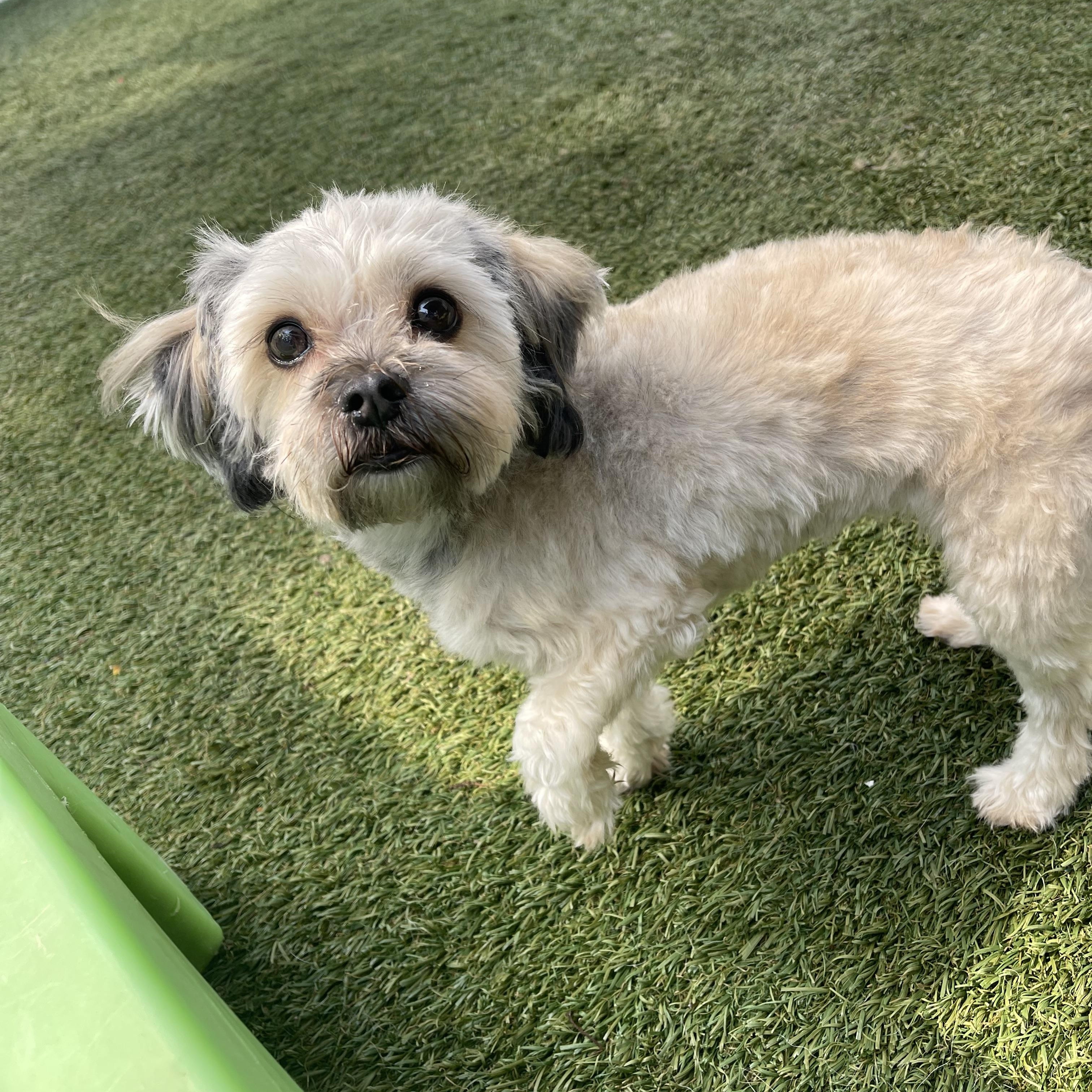 Enlarge Peppa, an adopted mixed breed in Baton Rouge, LA image 2/6