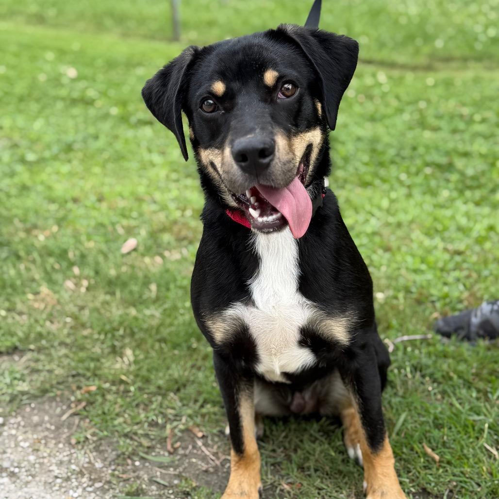 Dobby, Adoptable, Young Male Mixed Breed.