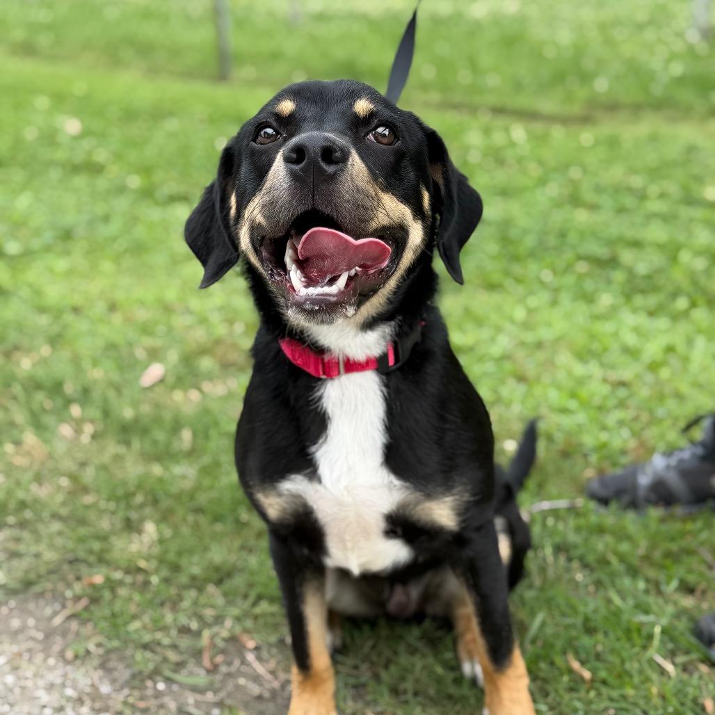 Dobby, a Adoptable Mixed Breed in Tulsa, OK image 2/4