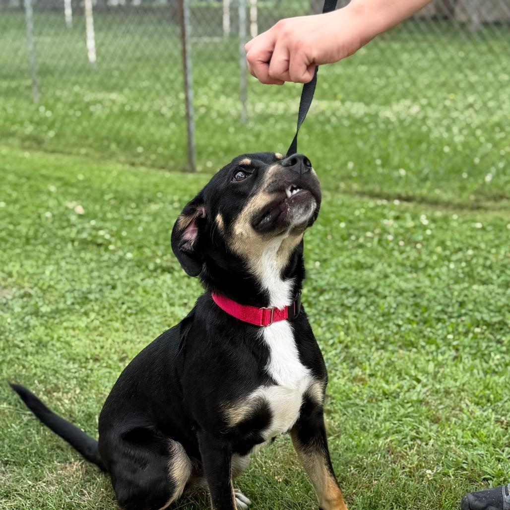 Dobby, a Adoptable Mixed Breed in Tulsa, OK image 3/4