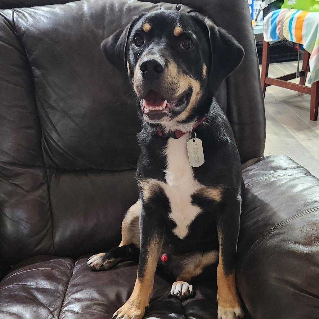 Dobby, a Adoptable Mixed Breed in Tulsa, OK image 4/4
