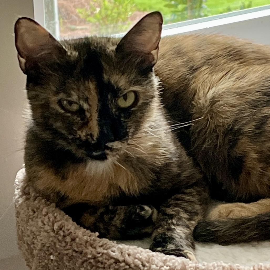 Twixie — thumbnail 2