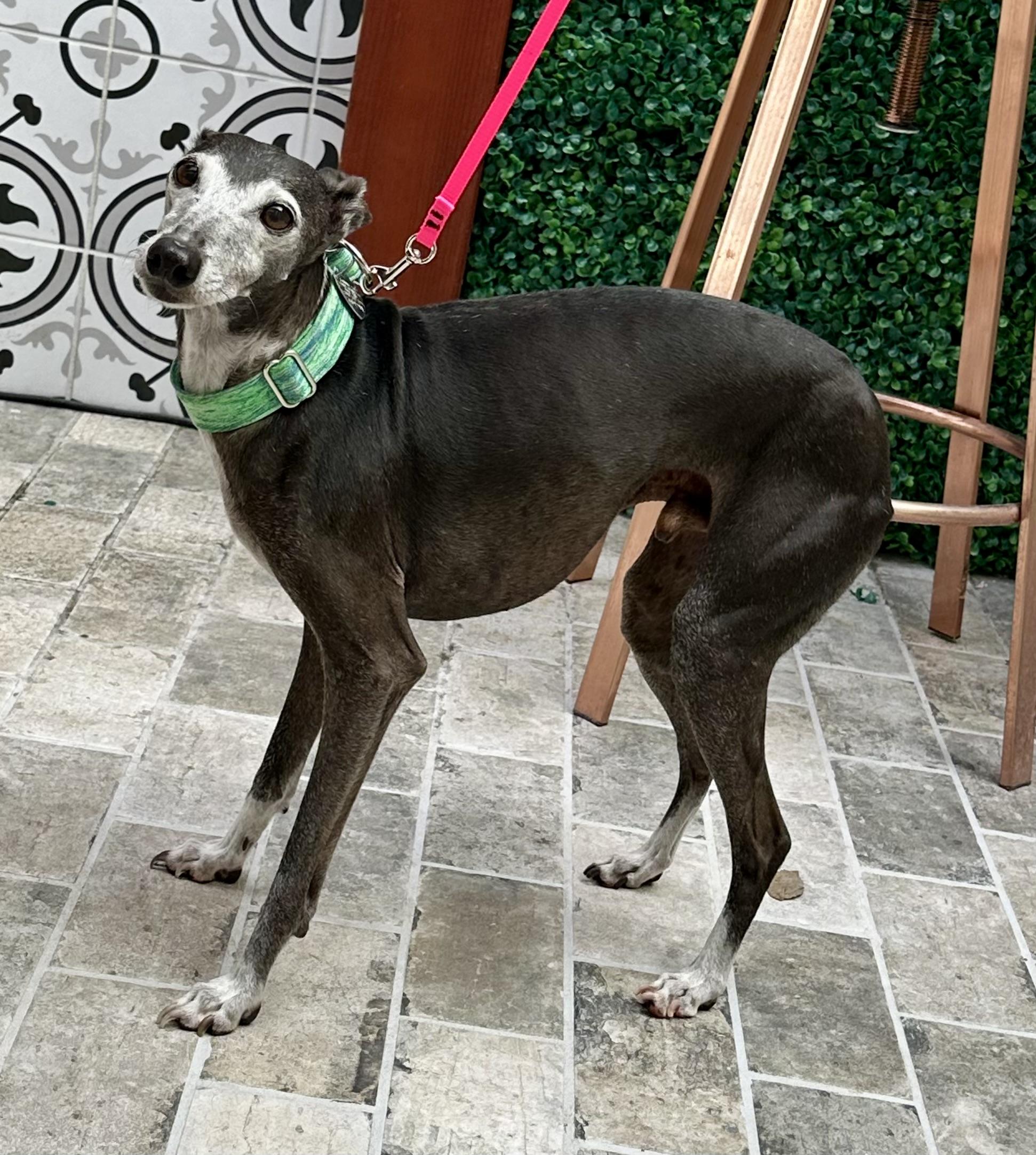 Fernando, a Adoptable Italian Greyhound in San Jose, CA image 1/2