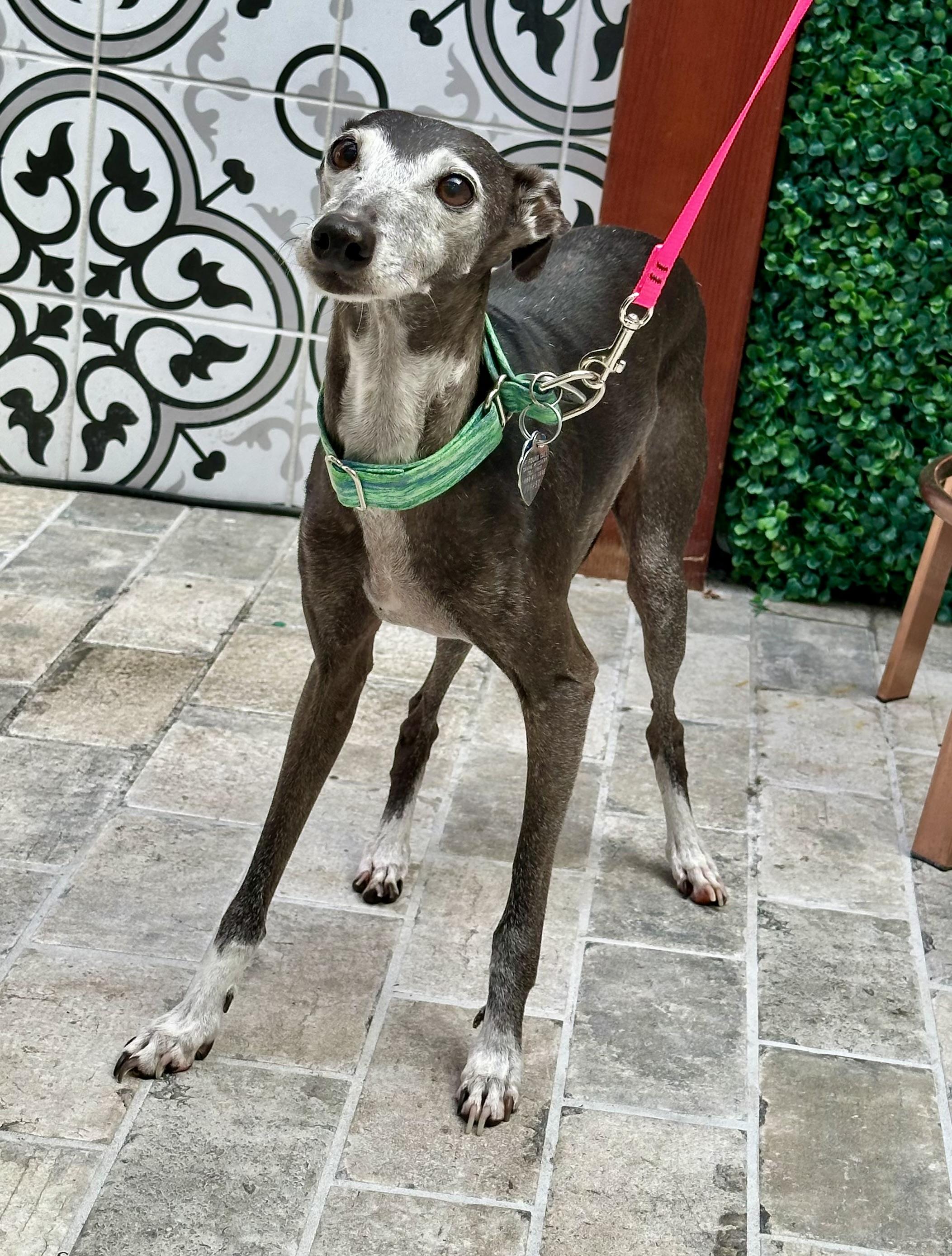 Fernando, a Adoptable Italian Greyhound in San Jose, CA image 2/2