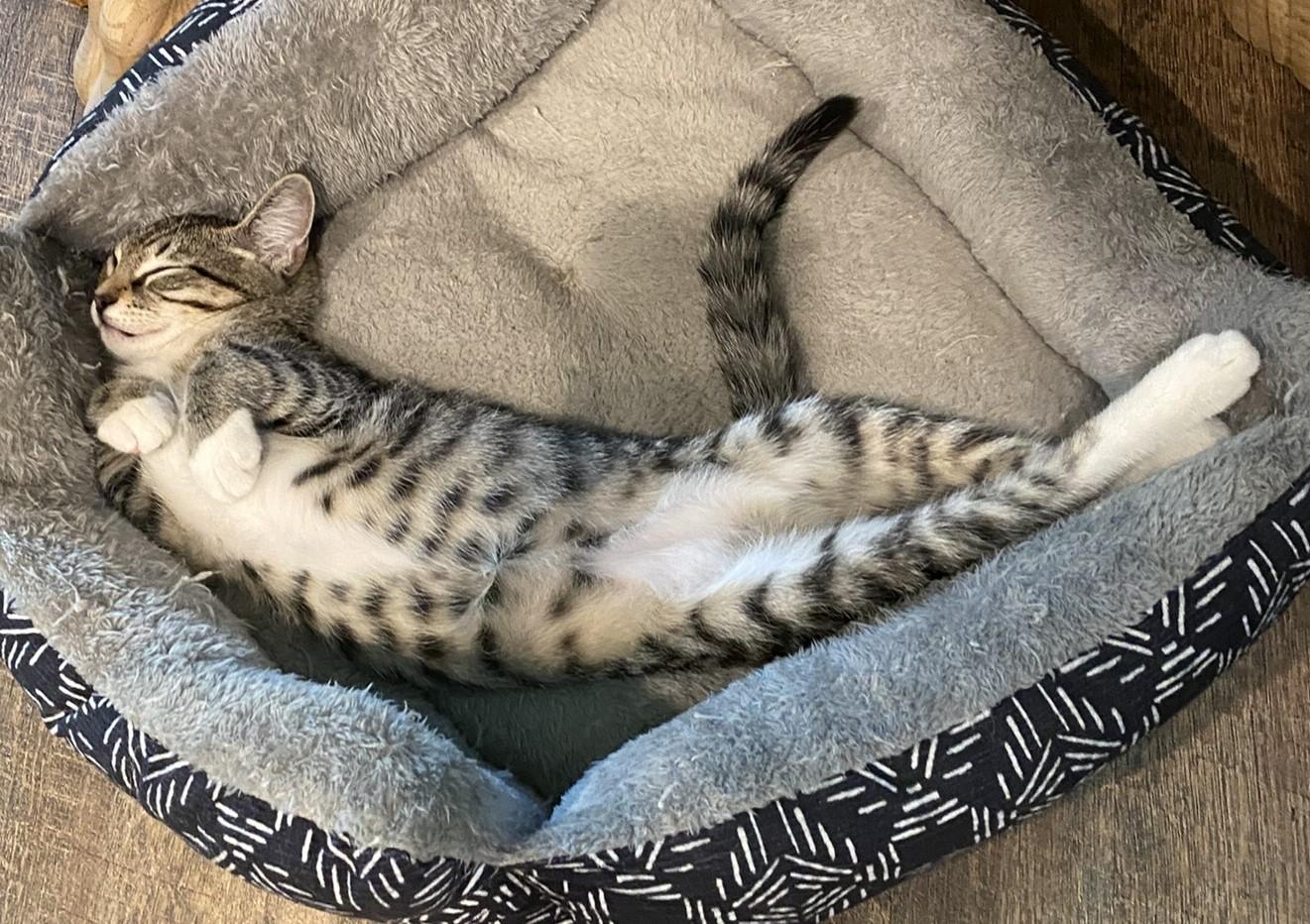 Jessie - Kent, WA, a Adoptable Domestic Short Hair in Kent, WA image 5/6