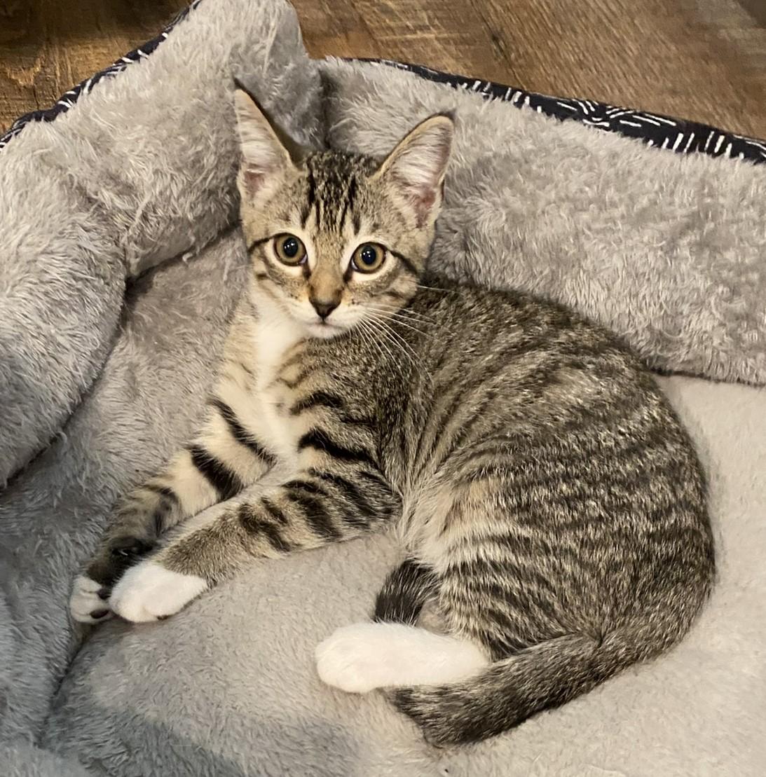 Jessie - Kent, WA, Adoptable, Young Female Domestic Short Hair.