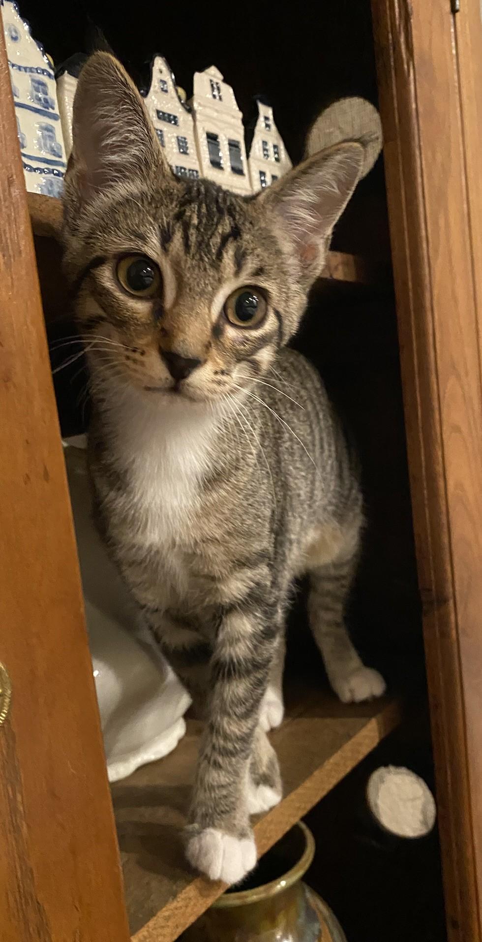 Jessie - Kent, WA, a Adoptable Domestic Short Hair in Kent, WA image 6/6