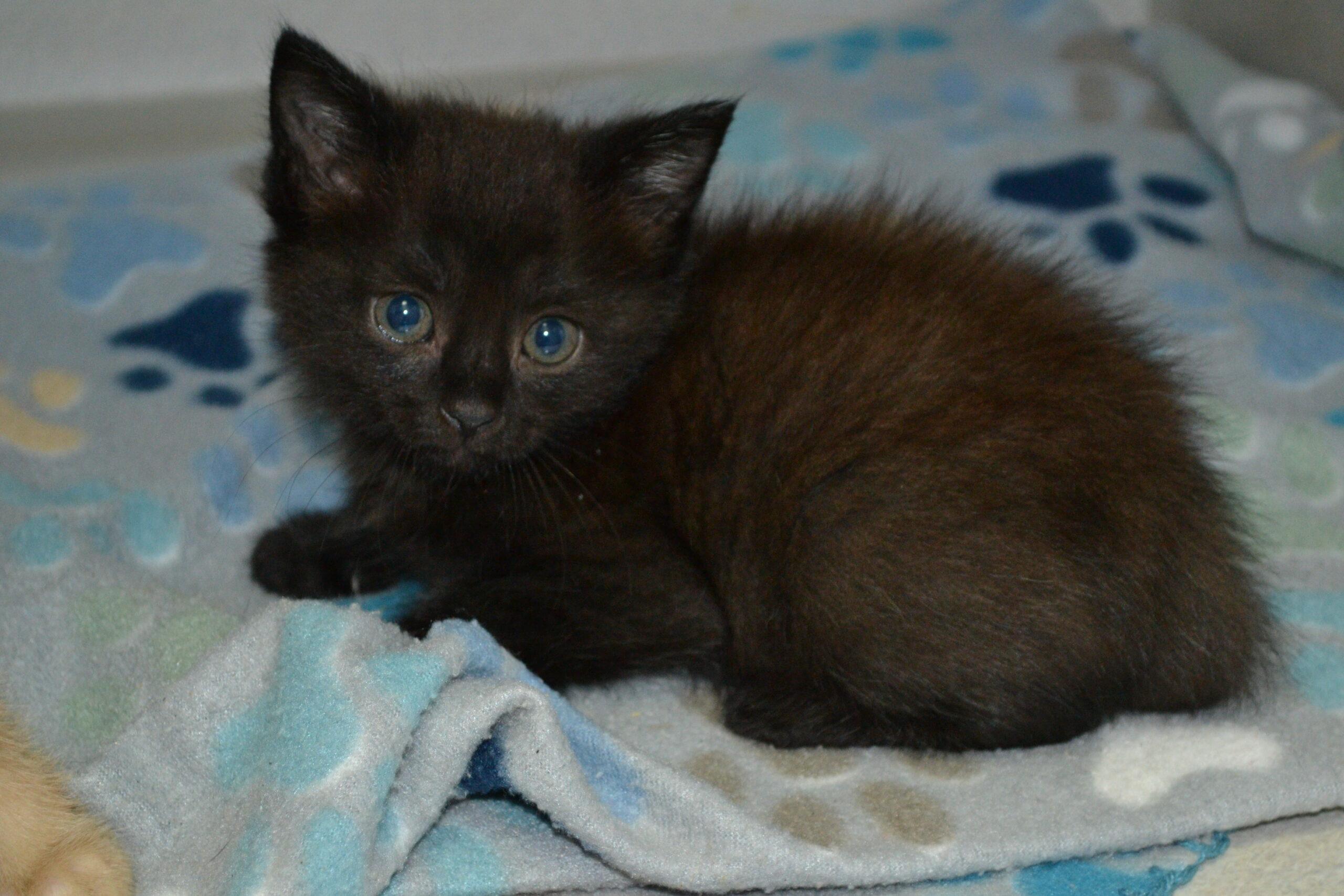 Shake, Adoptable, Kitten Male Domestic Short Hair.