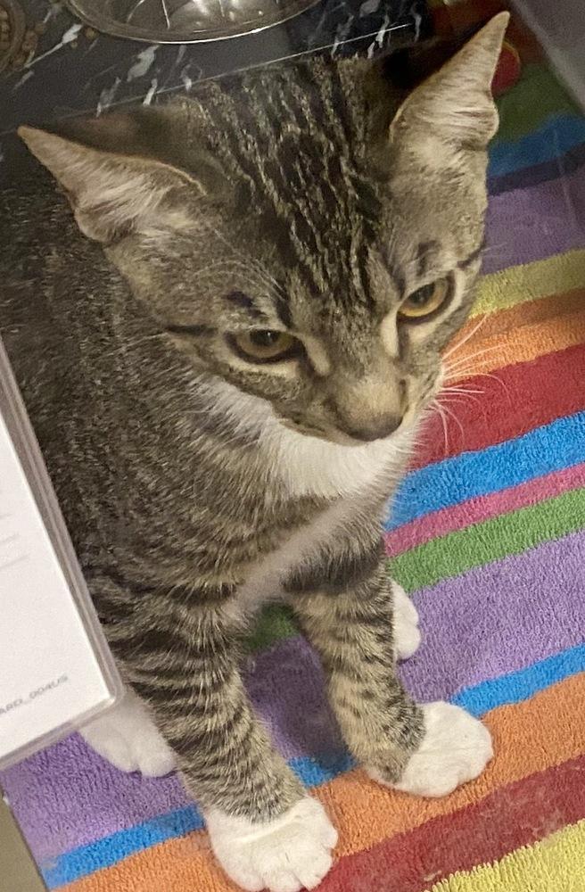 Lenny, Adoptable, Kitten Male Tabby & Domestic Short Hair.