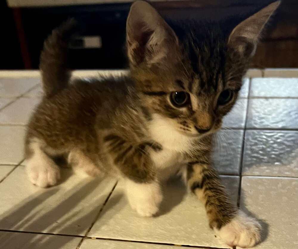 Lenny, a Adoptable mixed breed in Calimesa, CA image 2/6