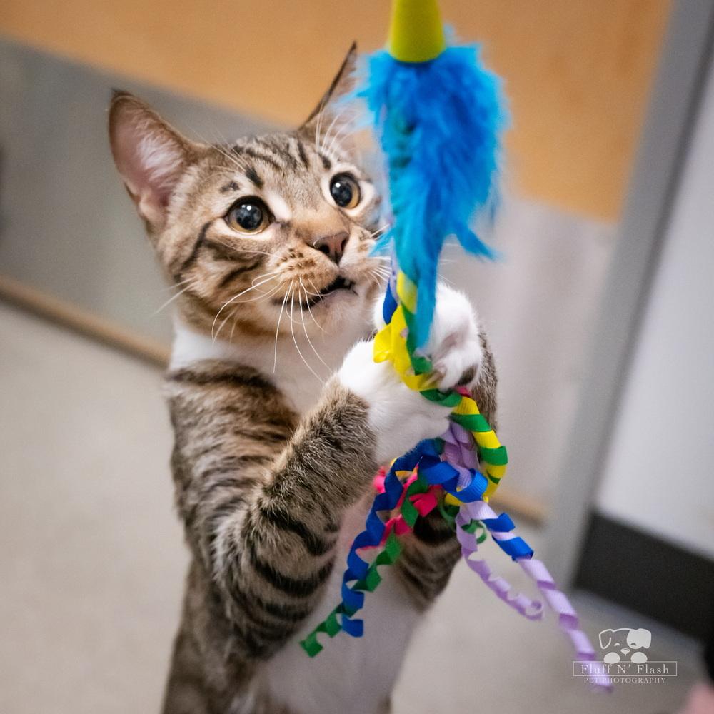 Lenny, a Adoptable mixed breed in Calimesa, CA image 3/6