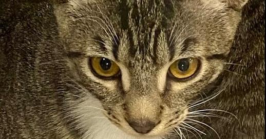 Lenny, Adoptable, Kitten Male Tabby & Domestic Short Hair.