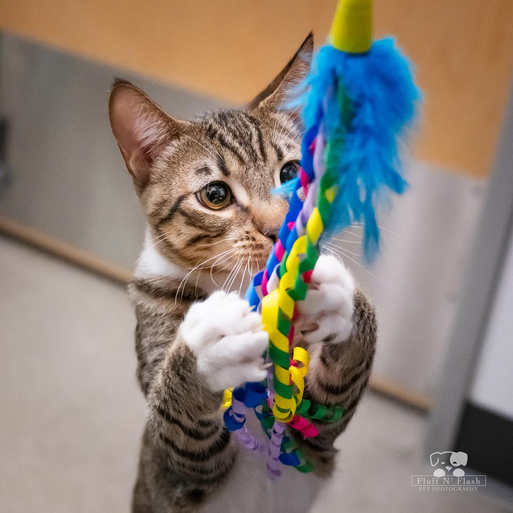 Lenny, a Adoptable mixed breed in Calimesa, CA image 5/6