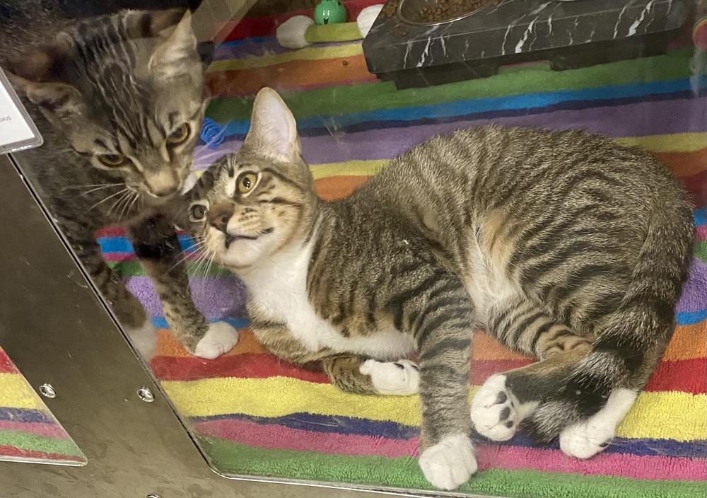 Lenny, a Adoptable mixed breed in Calimesa, CA image 6/6