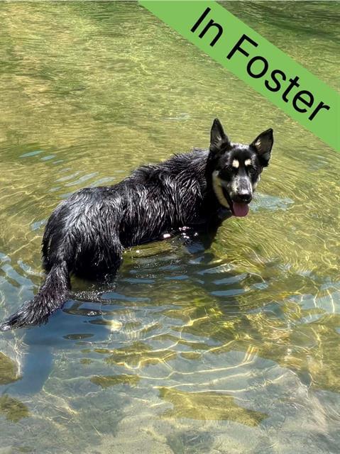BARNEY, Adoptable, Young Male German Shepherd Dog.