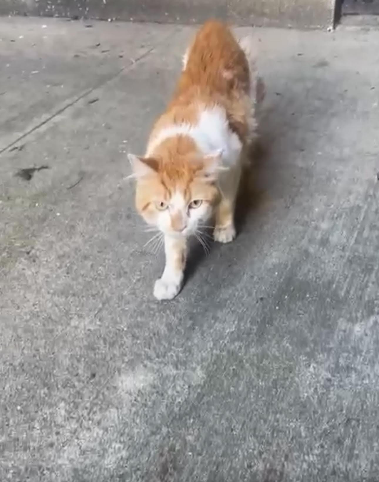 Goldfish *foster needed*