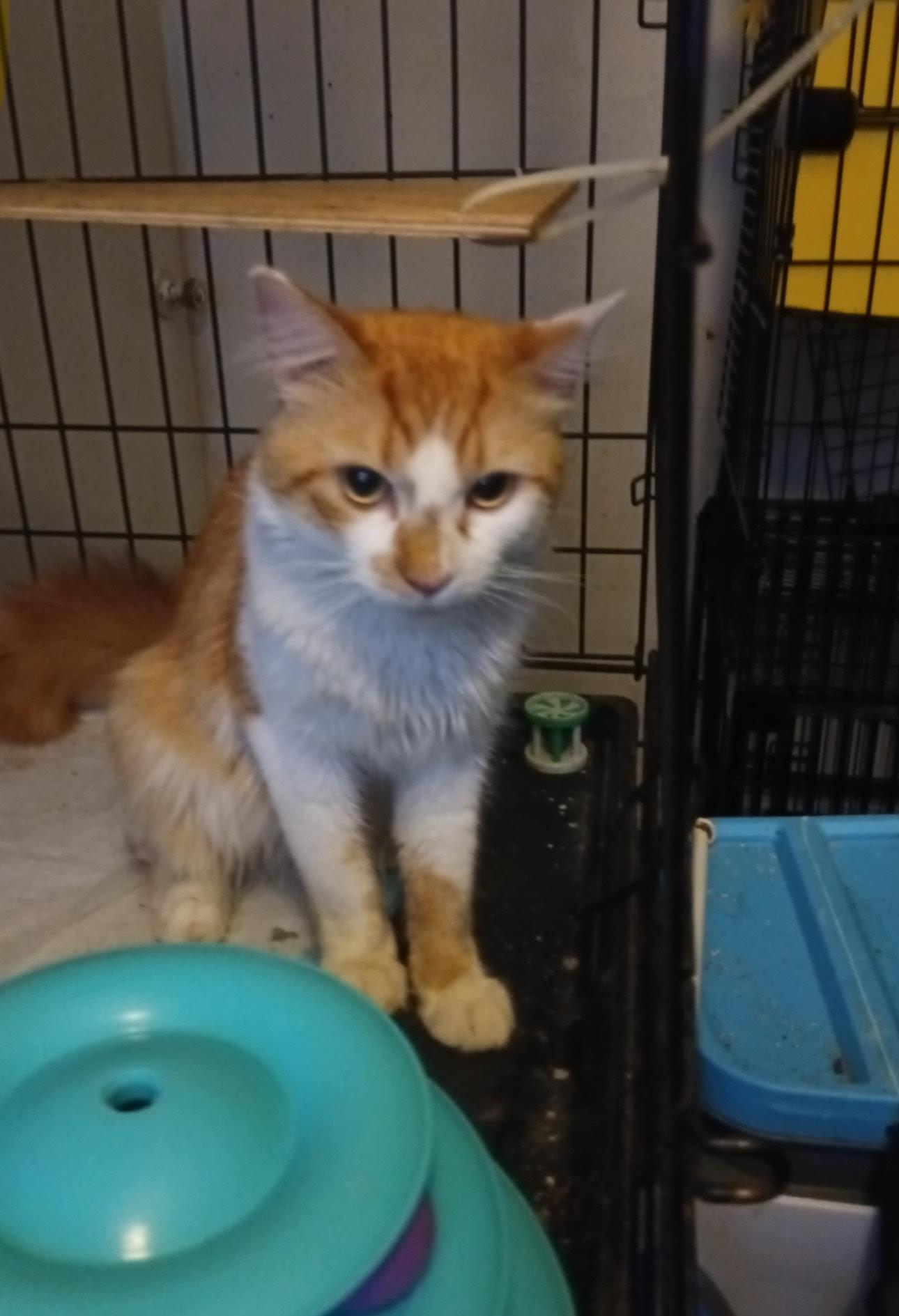 Goldfish *foster needed*