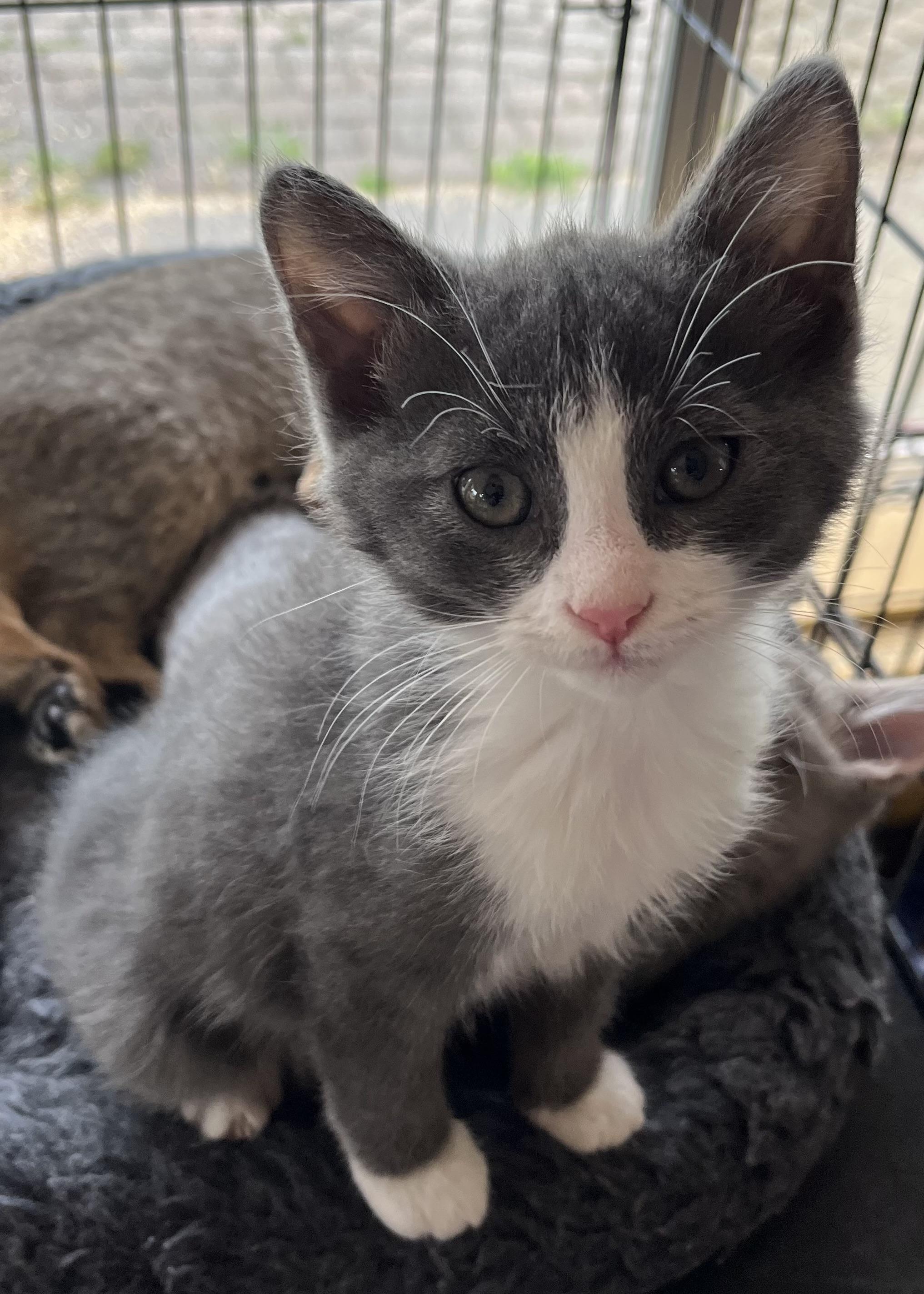 KITTENS!, Baby Female unknown