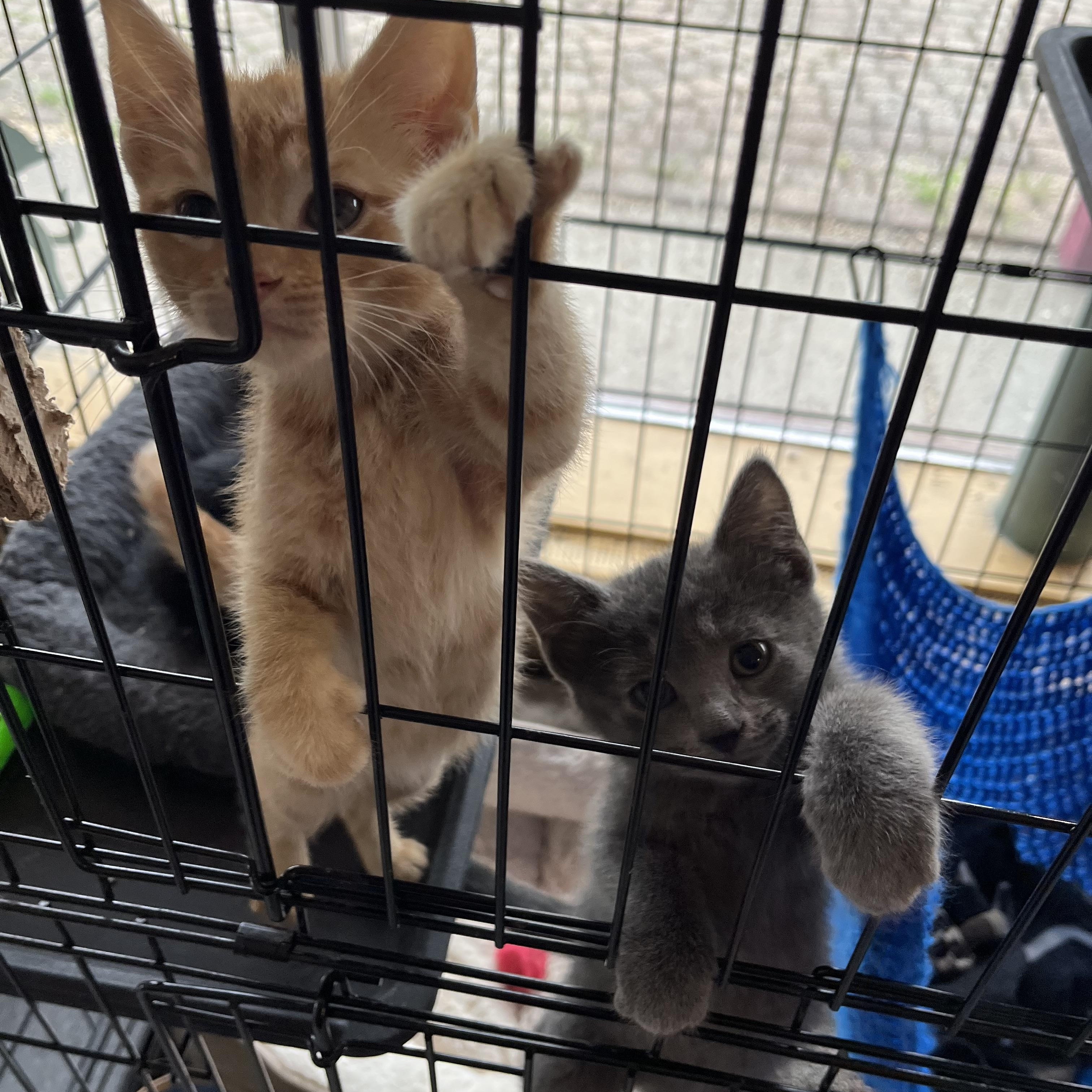 KITTENS! photo 6