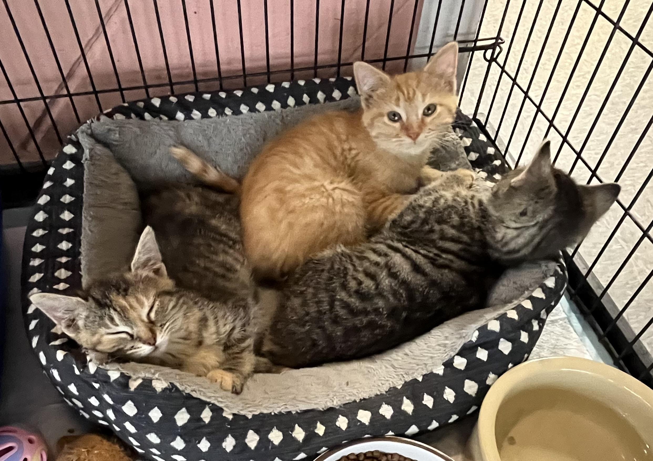 KITTENS! photo 2
