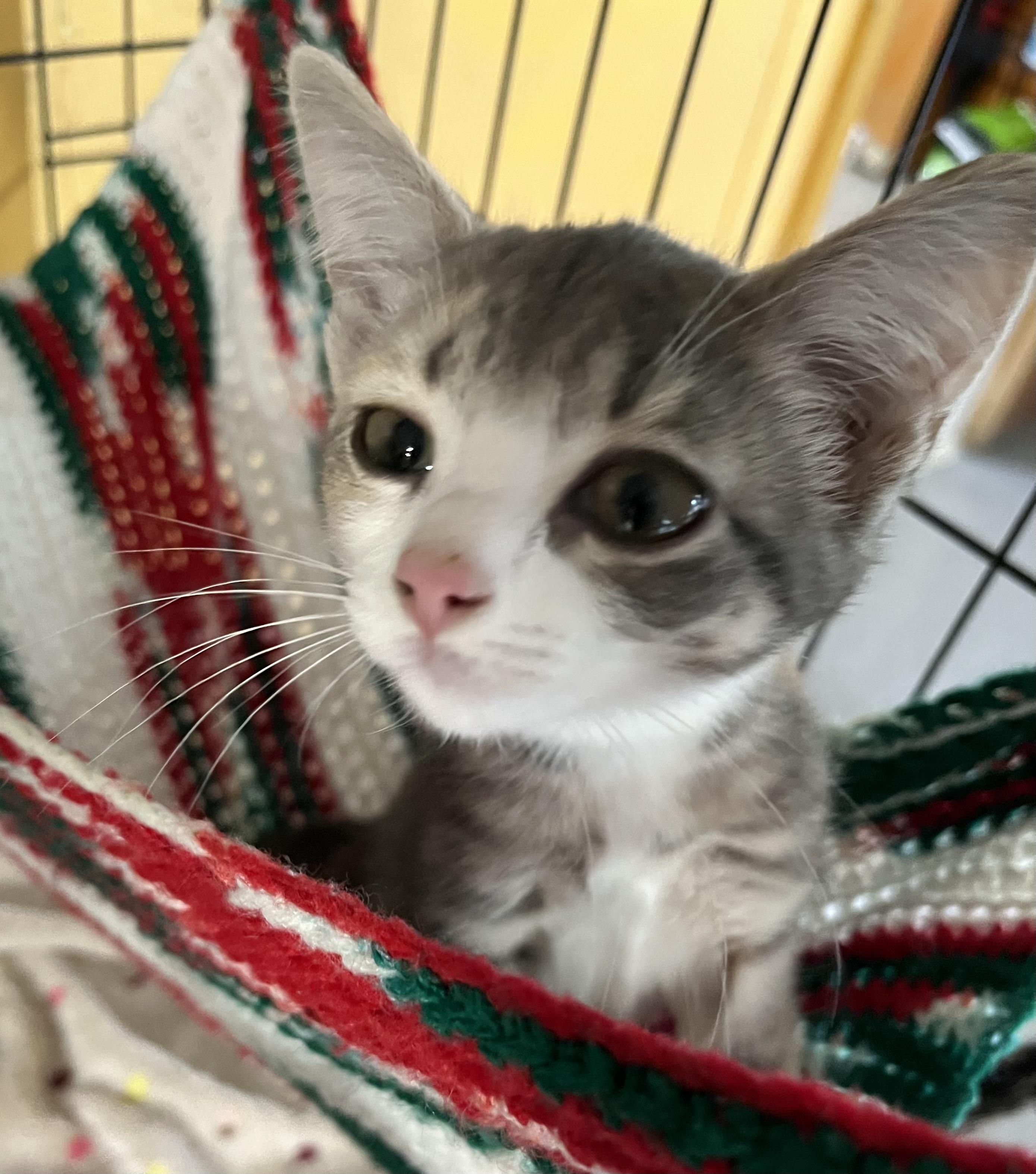 KITTENS! photo 4