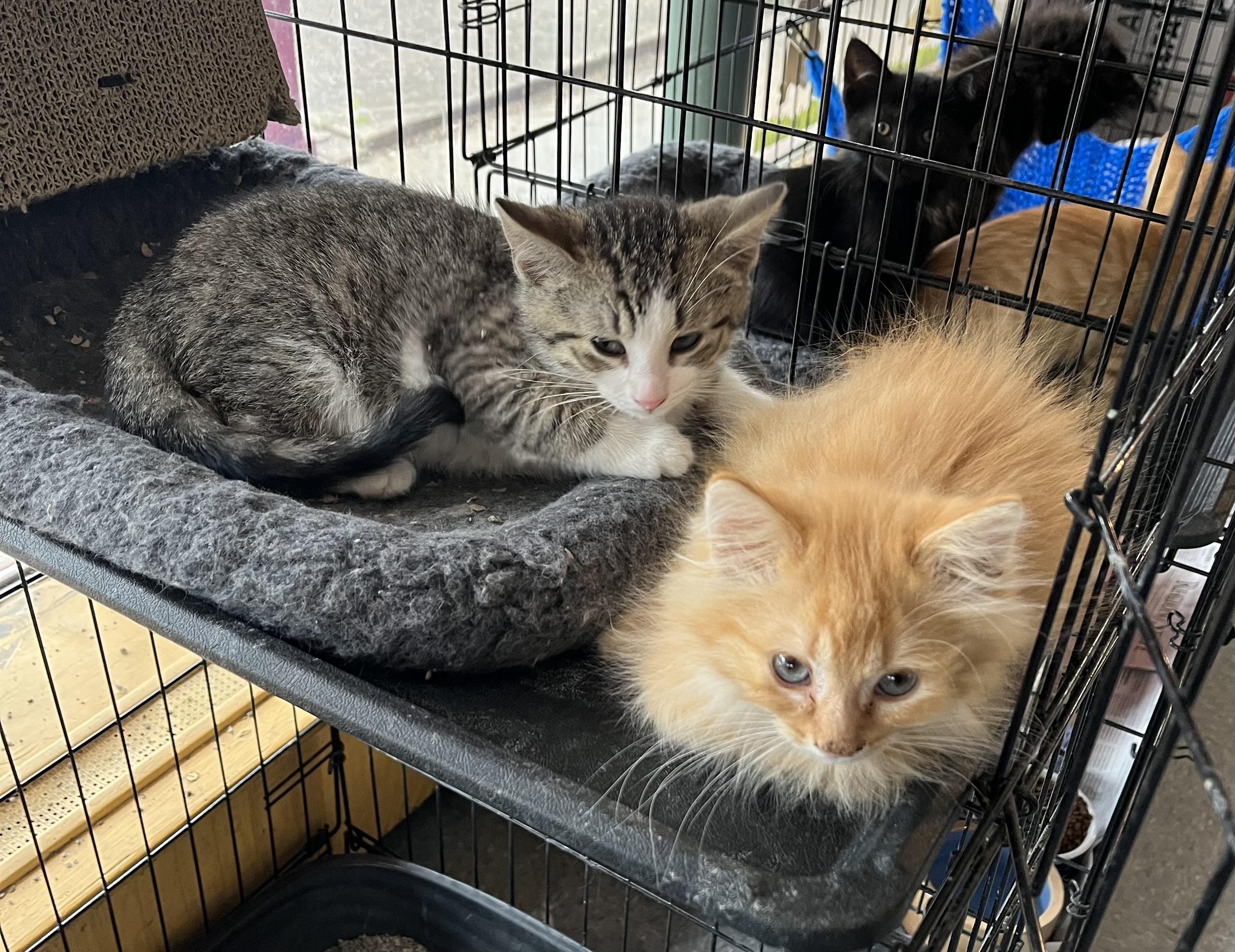 KITTENS! photo 5
