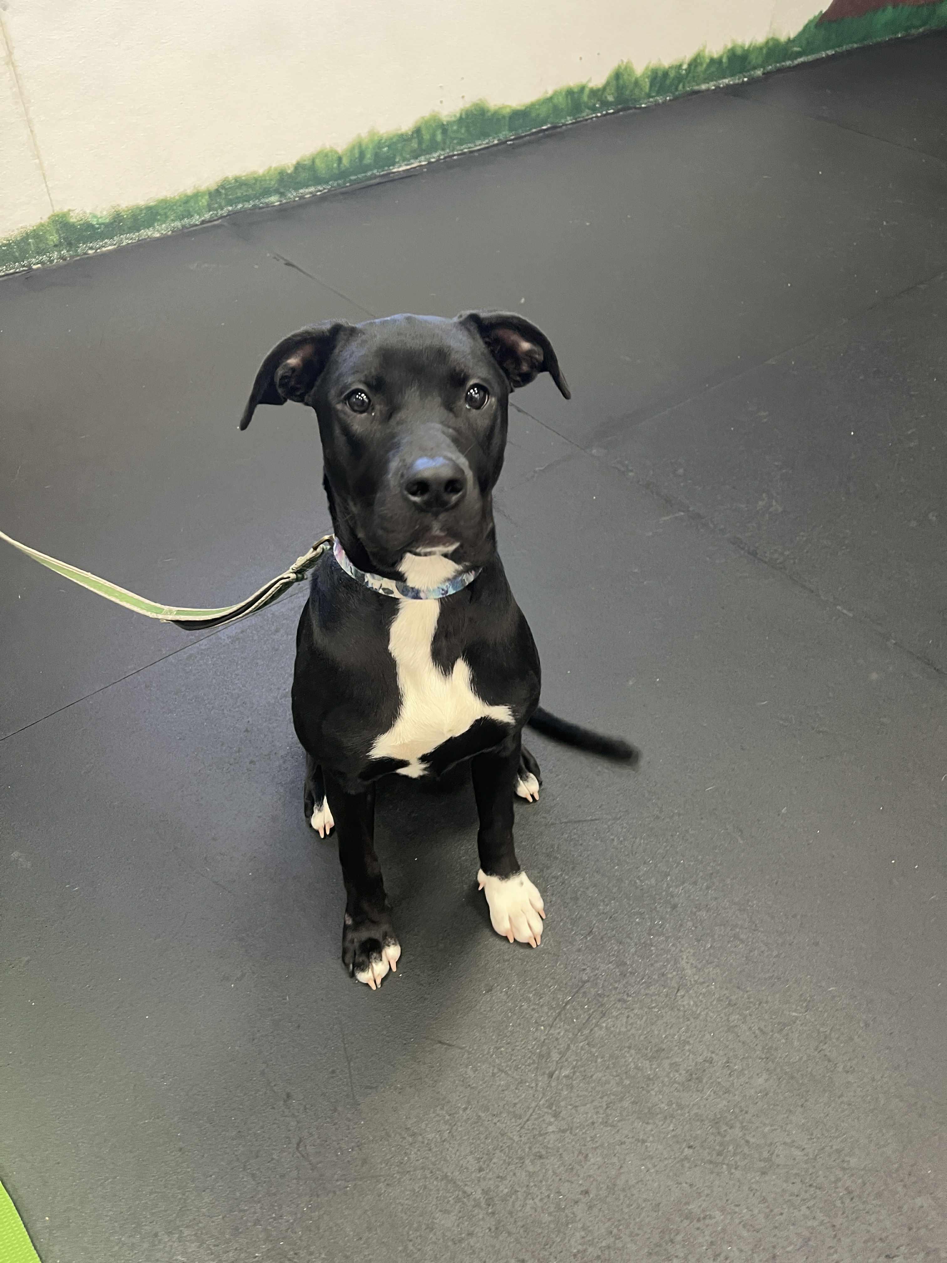 Ember, a Adoptable mixed breed in Elgin, IL image 1/6