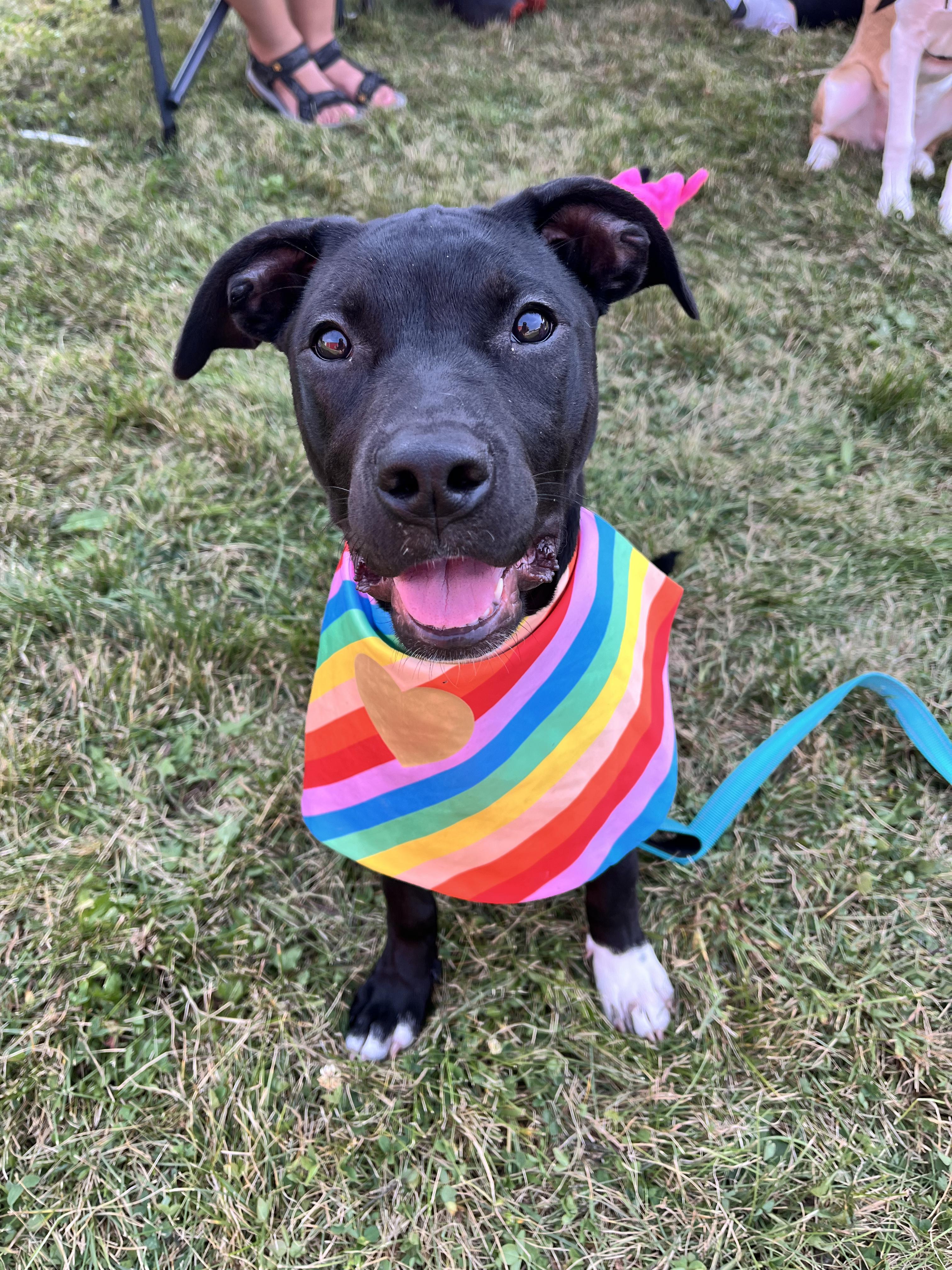 Ember, a Adoptable mixed breed in Elgin, IL image 2/6