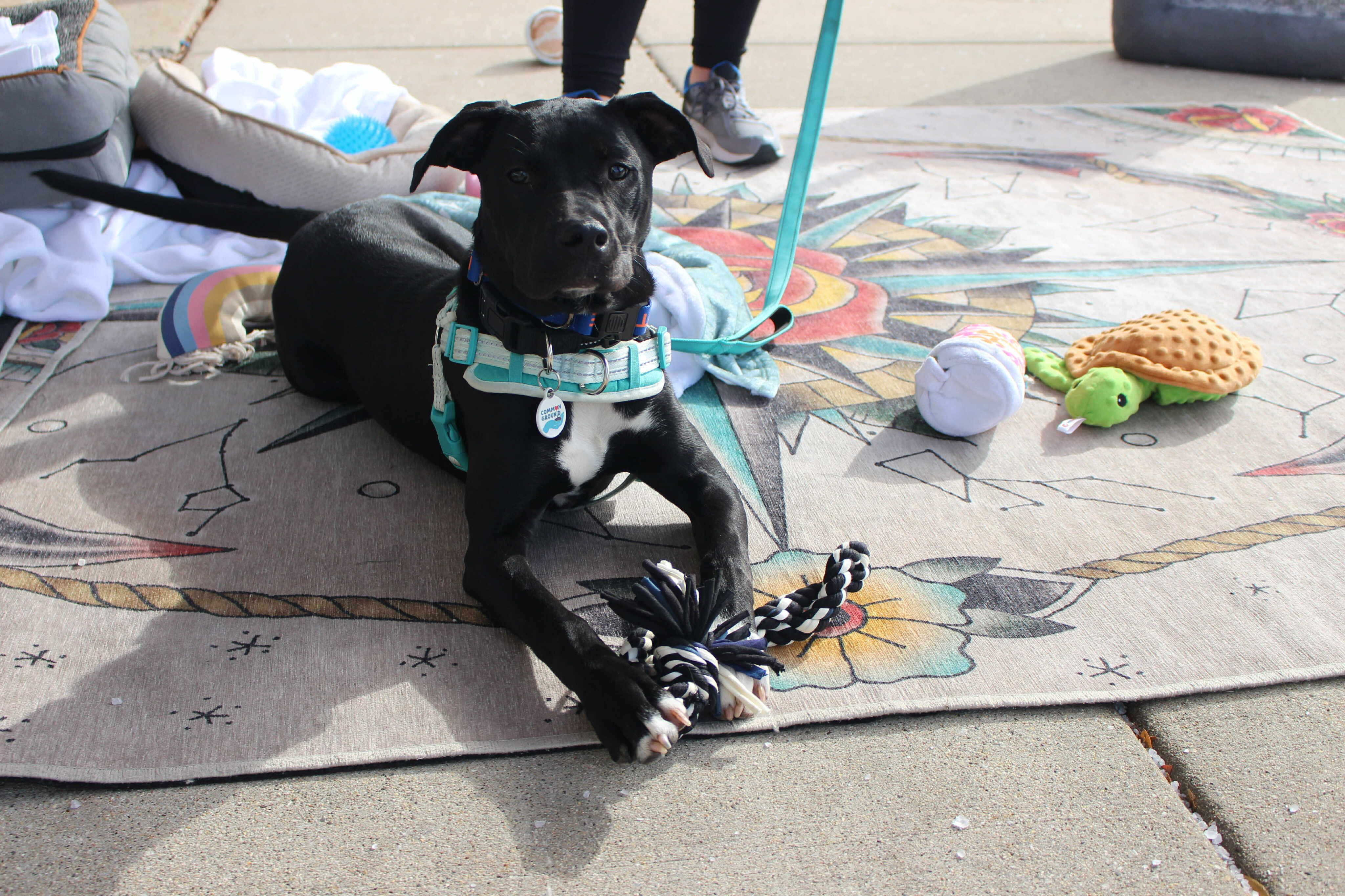 Ember, a Adoptable mixed breed in Elgin, IL image 5/6