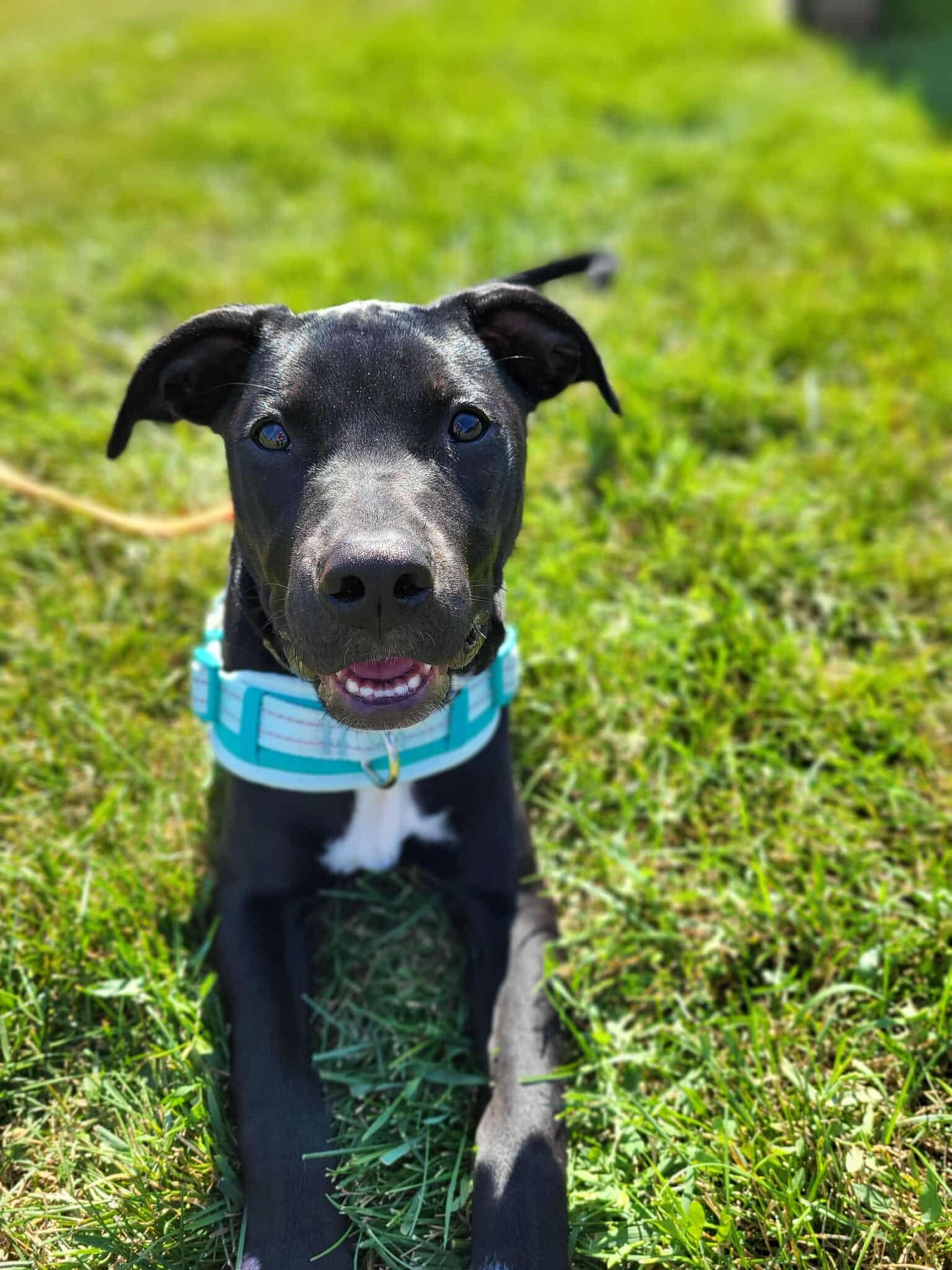 Ember, a Adoptable mixed breed in Elgin, IL image 3/6