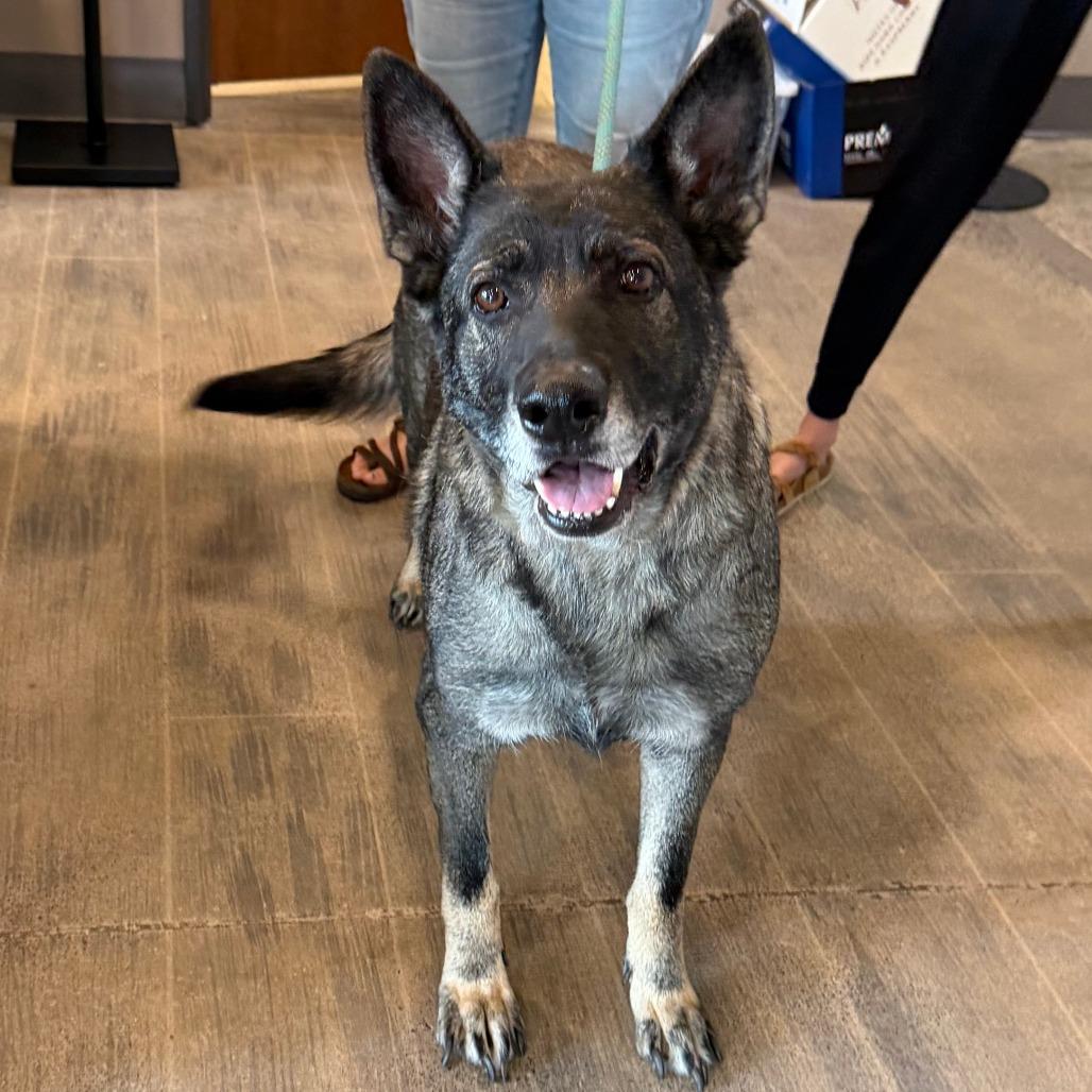Dezi, Adoptable, Senior Female German Shepherd Dog & Mixed Breed.