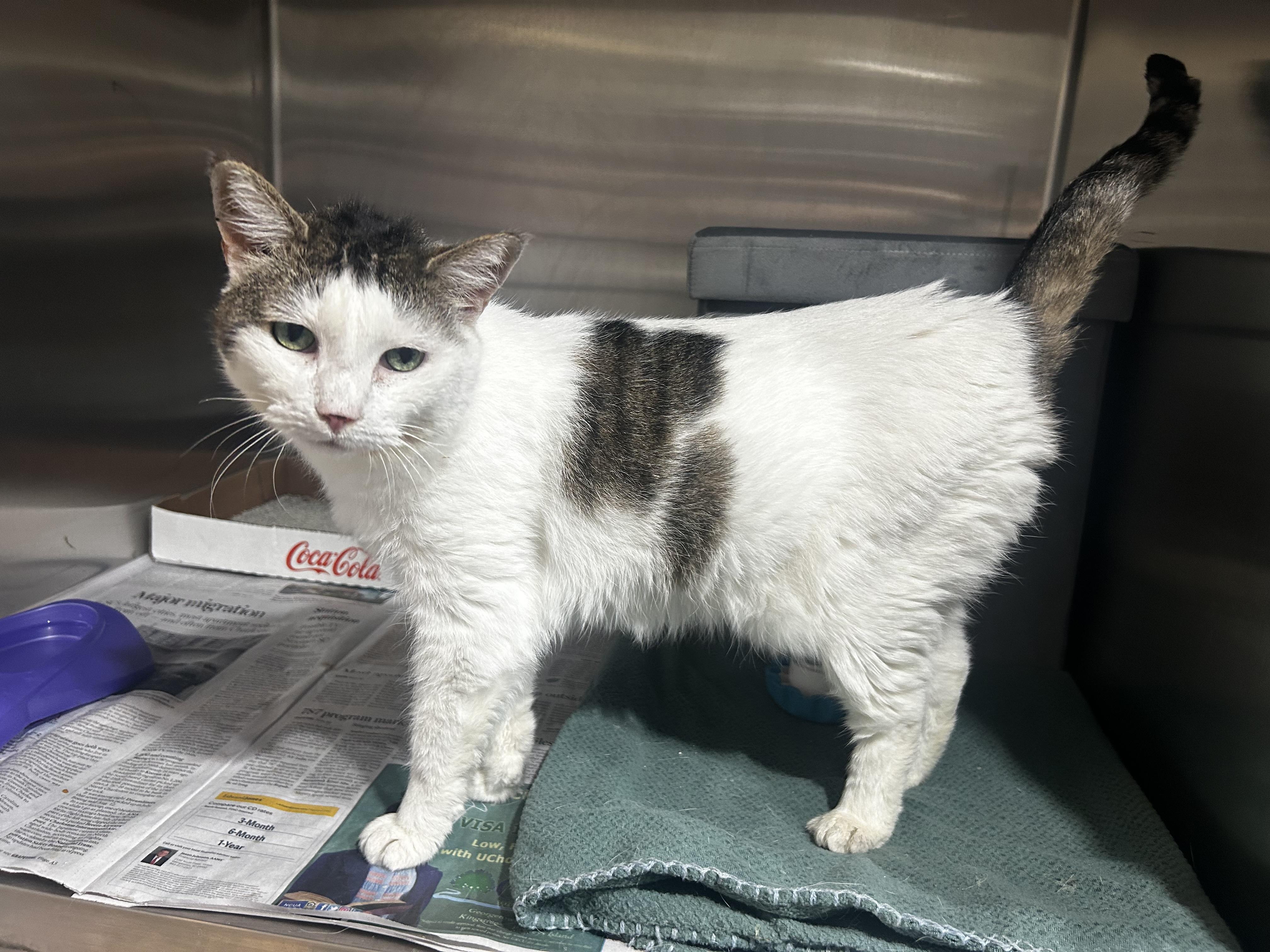 Sylvie, Adoptable, Adult Female Domestic Short Hair.