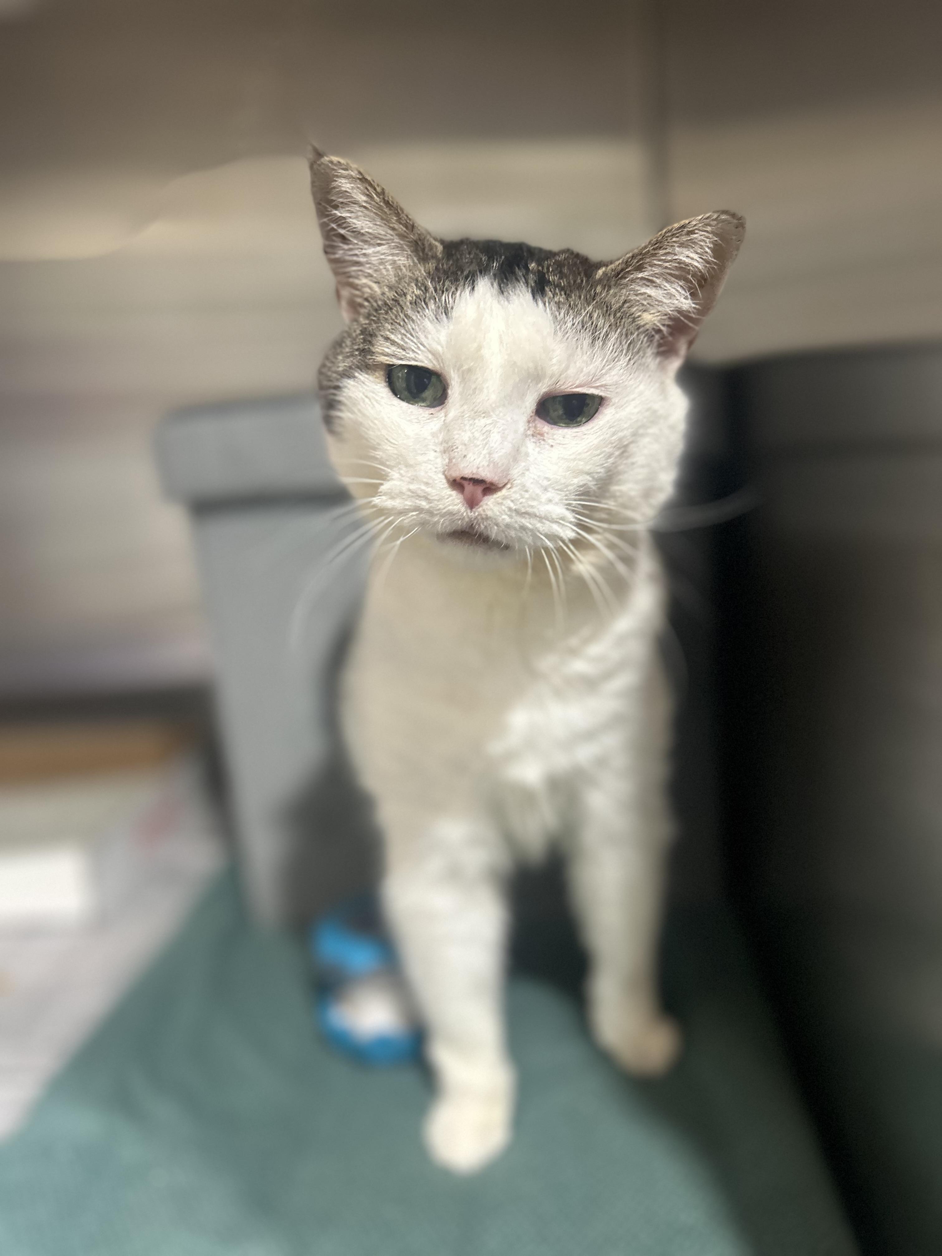 Enlarge Sylvie, a Adoptable Domestic Short Hair in Georgetown, SC image 3/3