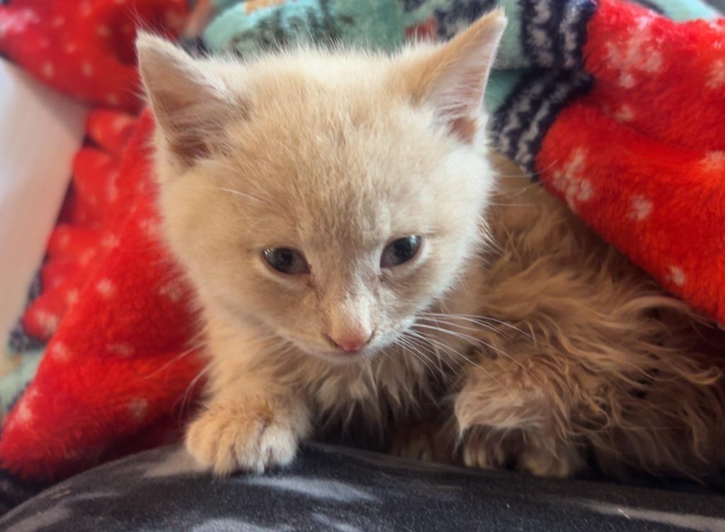 Mickey, Adopted, Young Male Domestic Long Hair.