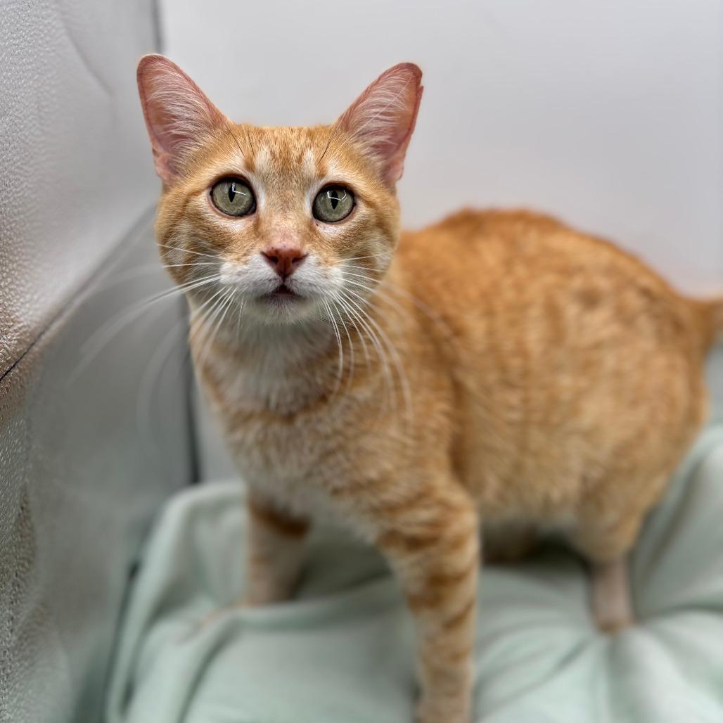 Enlarge Camille--In Foster, a Adoptable Domestic Short Hair in Fargo, ND image 1/2