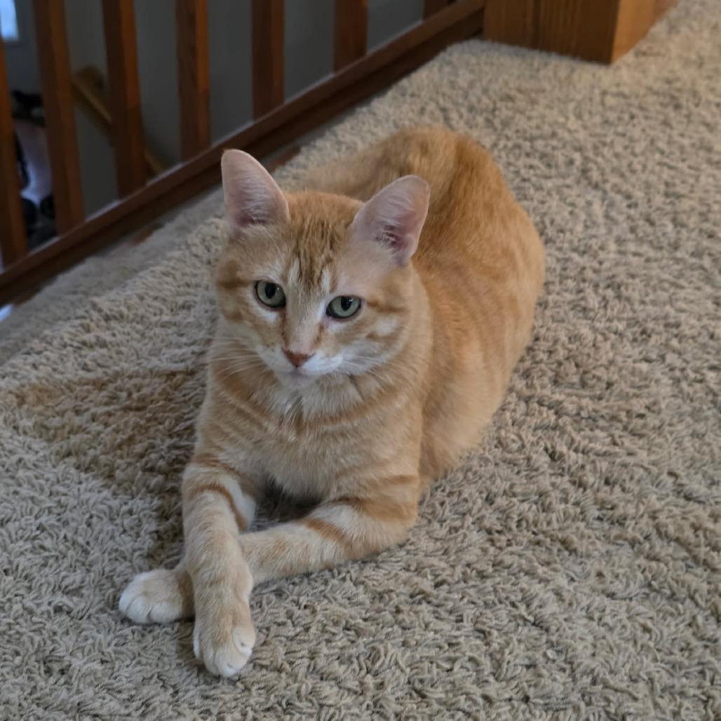 Enlarge Camille--In Foster, a Adoptable Domestic Short Hair in Fargo, ND image 2/2