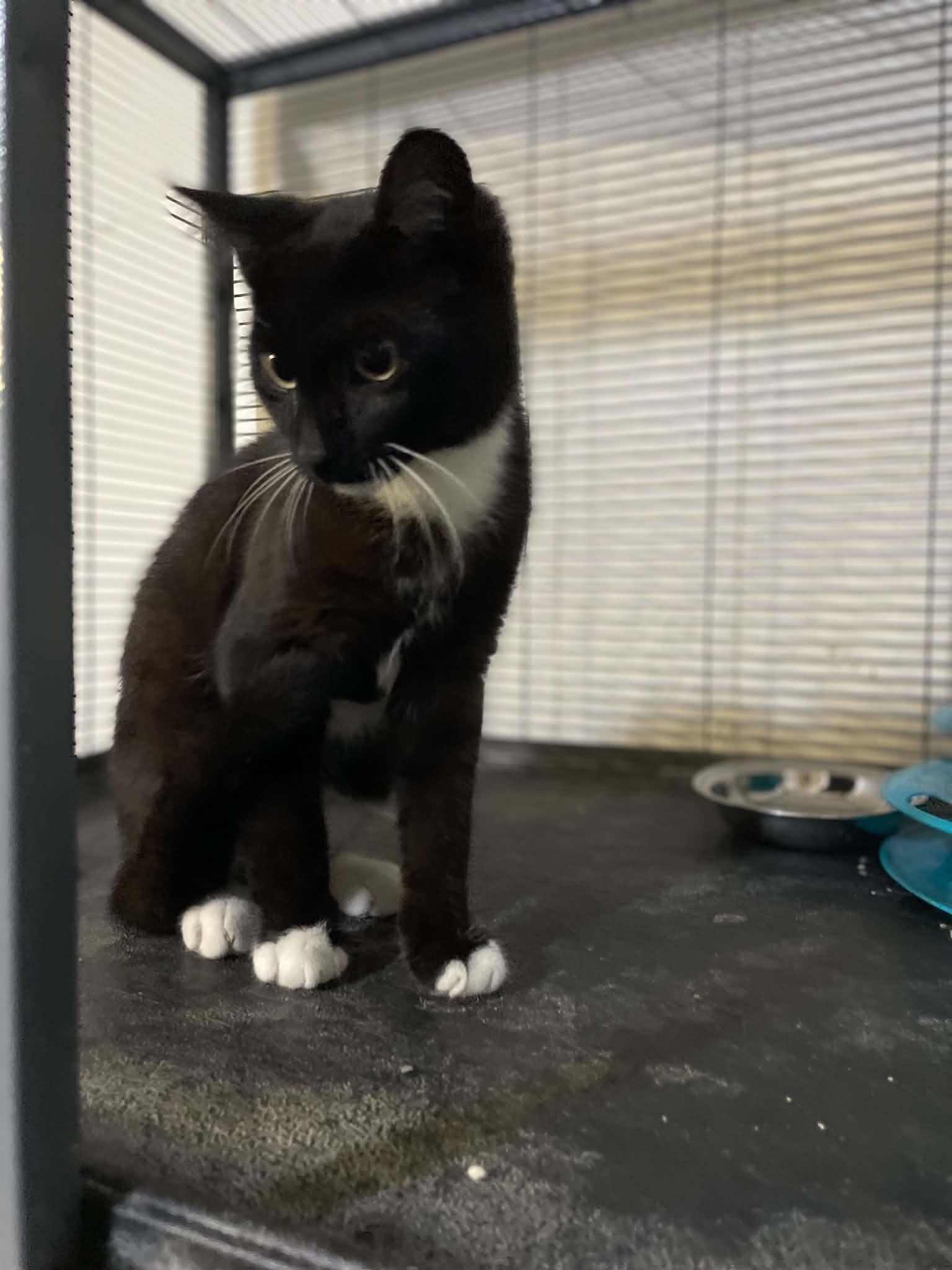 Enlarge Spencer, a Adoptable Tuxedo in Ormond beach, FL image 2/2
