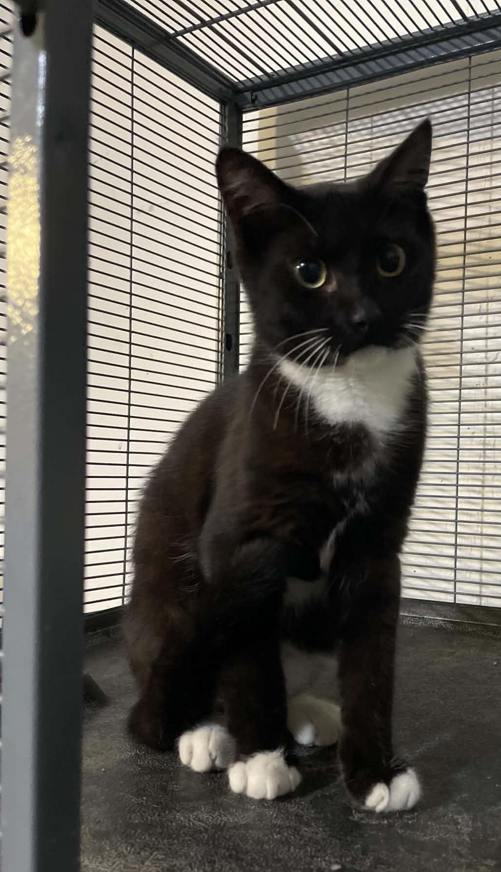 Spencer, Adoptable, Young Male Tuxedo.