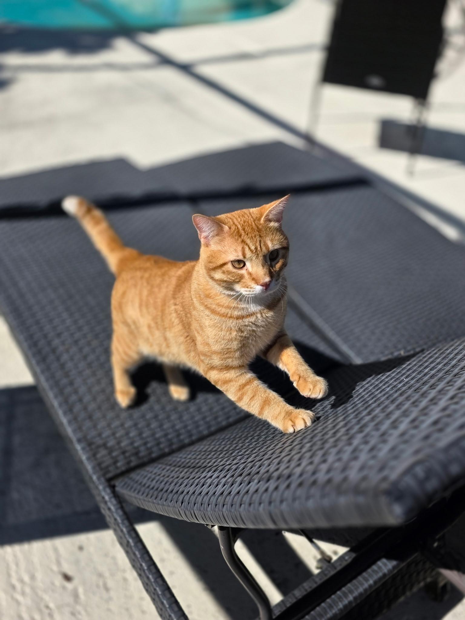 El Tigre — thumbnail 2