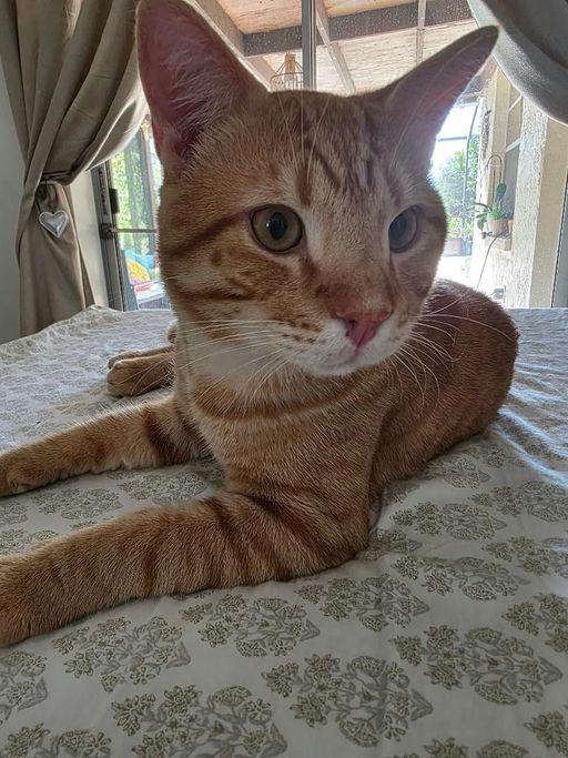 El Tigre — thumbnail 3