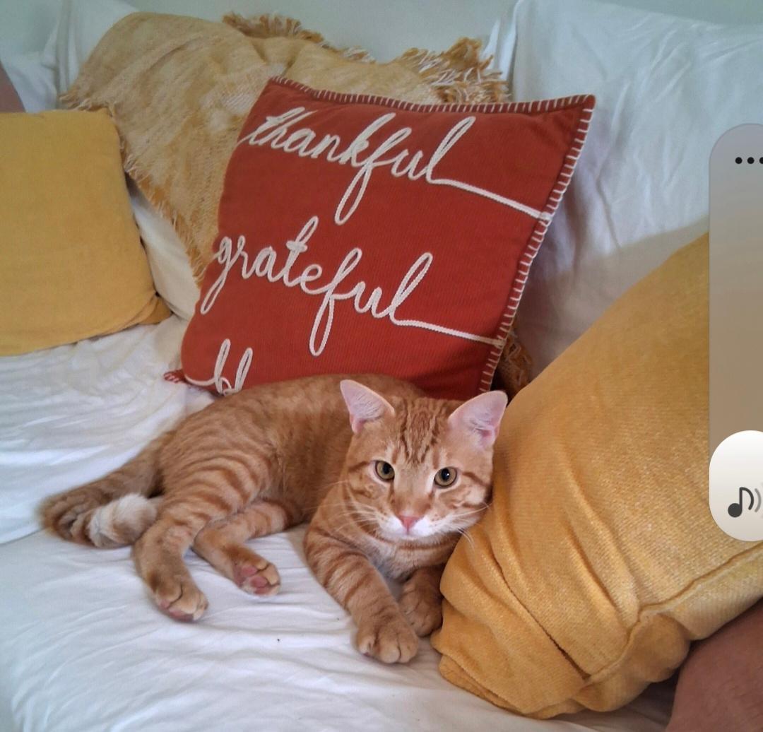 El Tigre — thumbnail 4