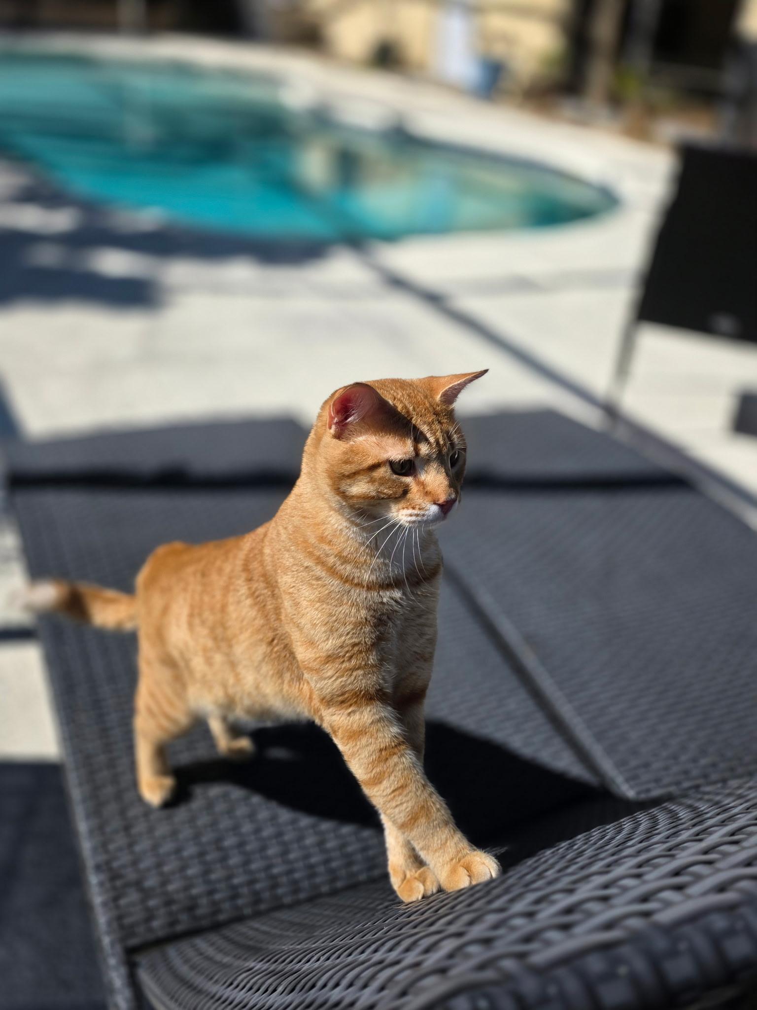 El Tigre — thumbnail 5