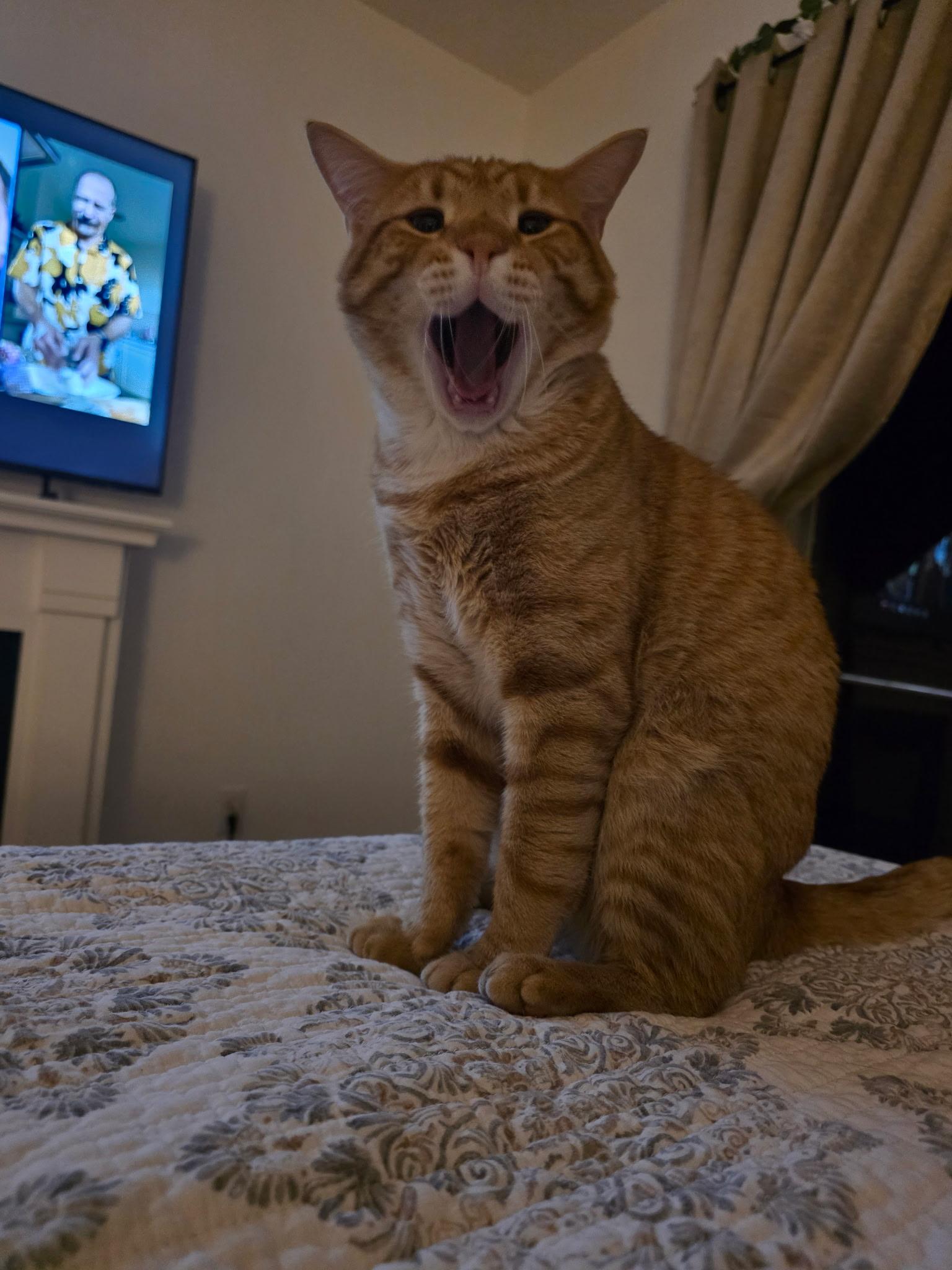 El Tigre — thumbnail 6