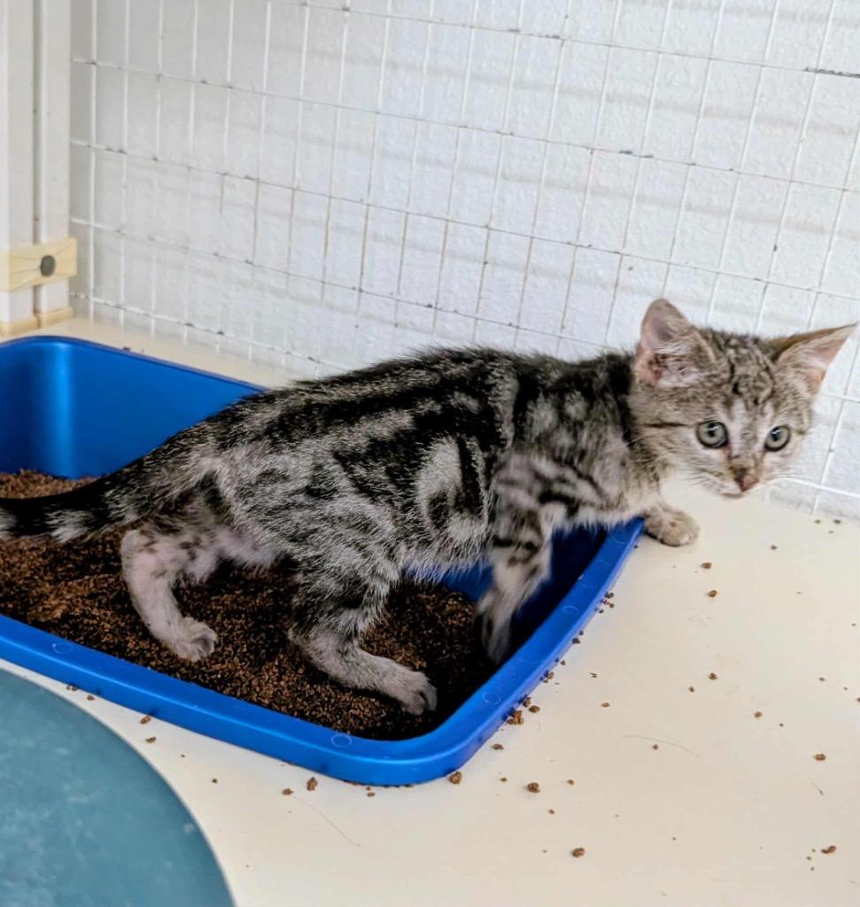 Enlarge Little Bit (NEED PHOTO), a Adopted Tabby in Grand Junction, CO image 1/1