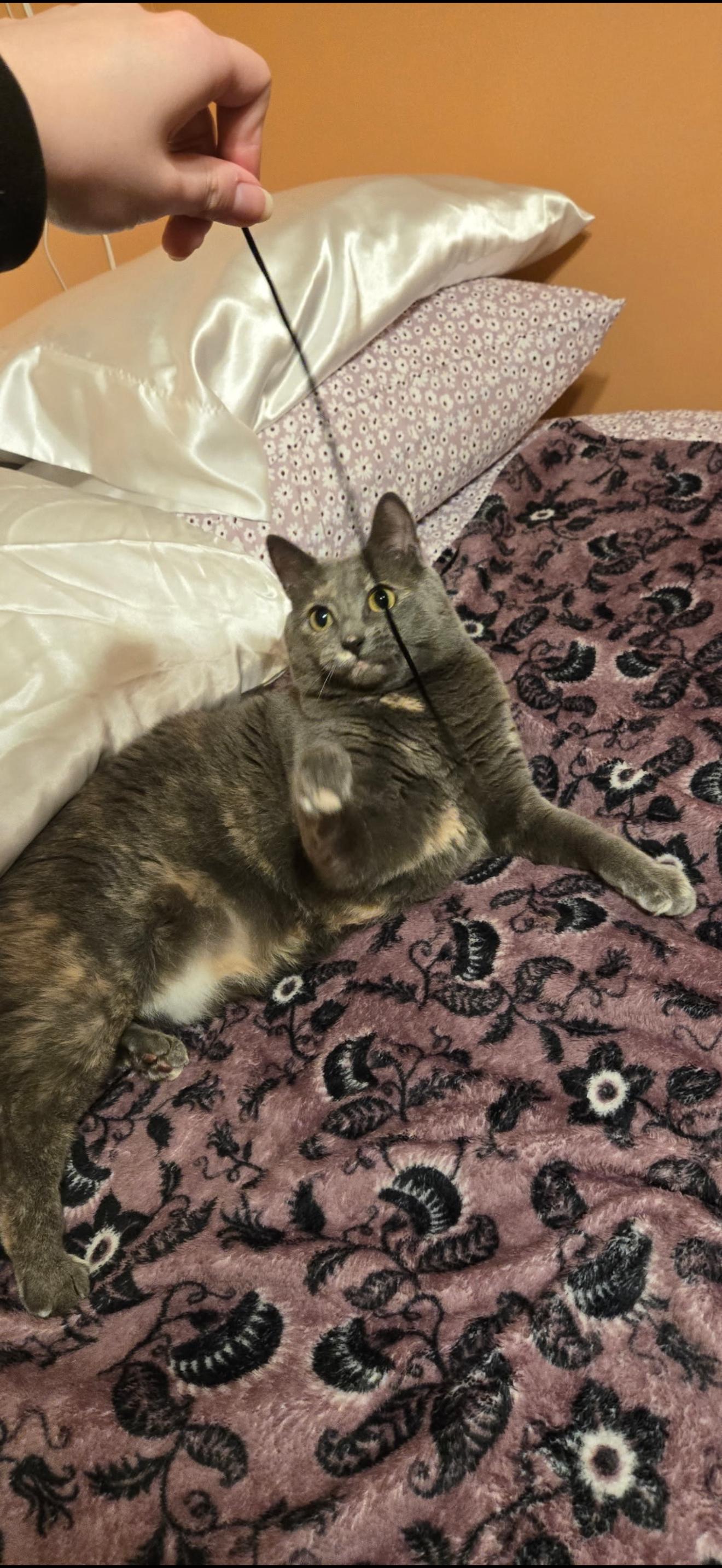 Willow Tree, a Adoptable Domestic Short Hair in Wheaton, IL image 2/2