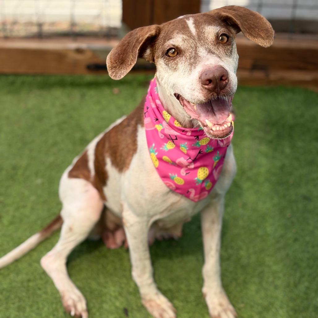 Gracie 26-09-012, Adoptable, Adult Female Pointer & Mixed Breed.