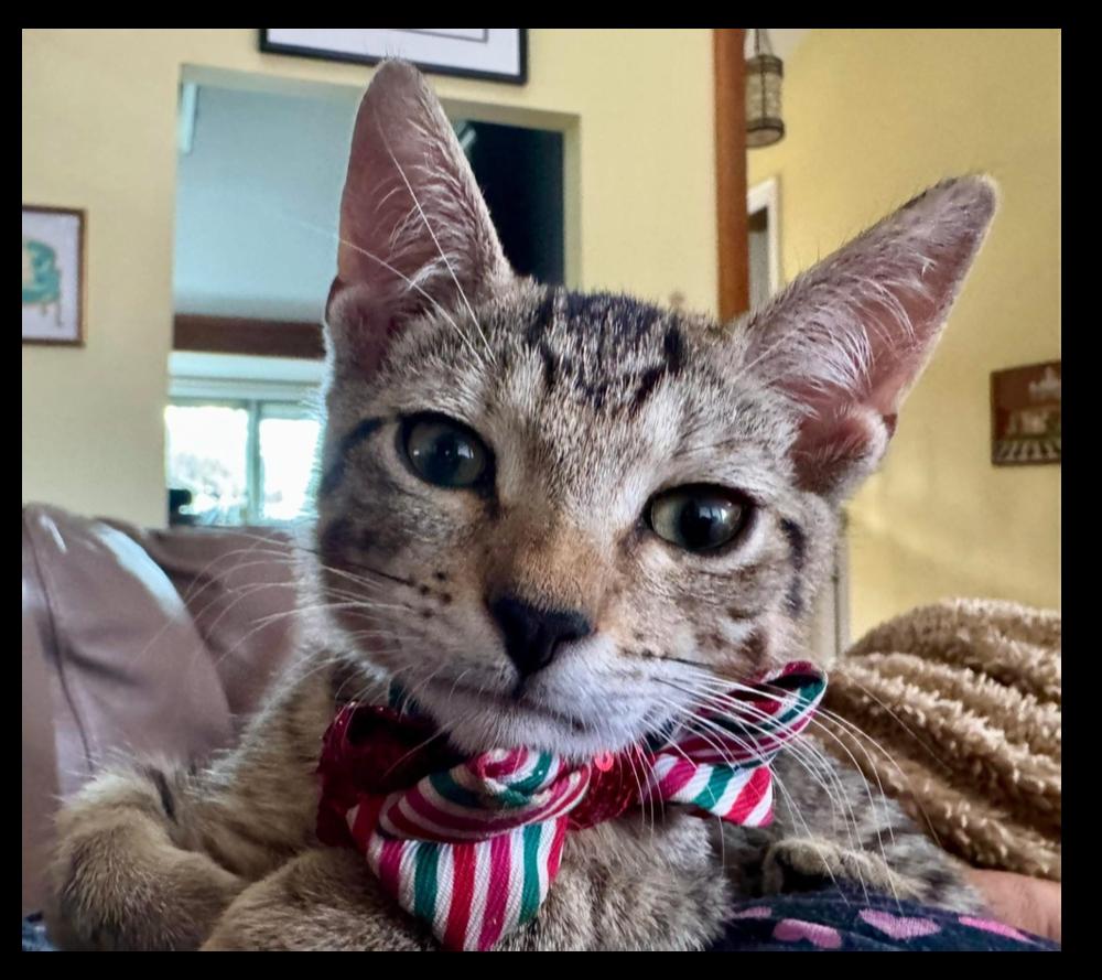 Enlarge Skittles, a Adoptable Domestic Short Hair in Wellington, FL image 1/1