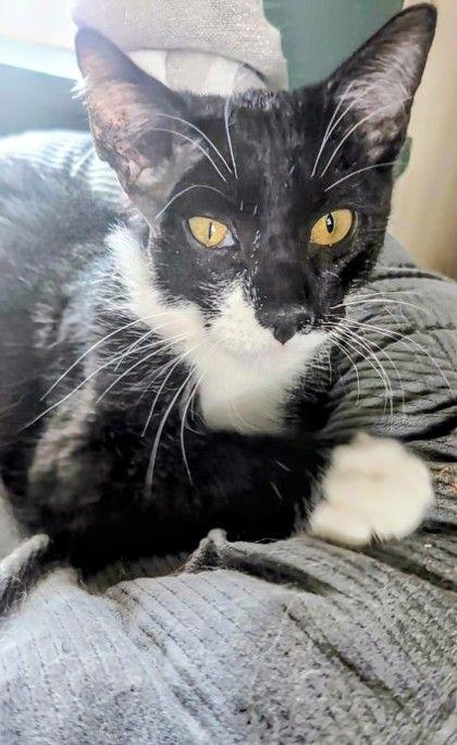 Cridhe Mor', ADOPTABLE, Young Male Domestic Short Hair.