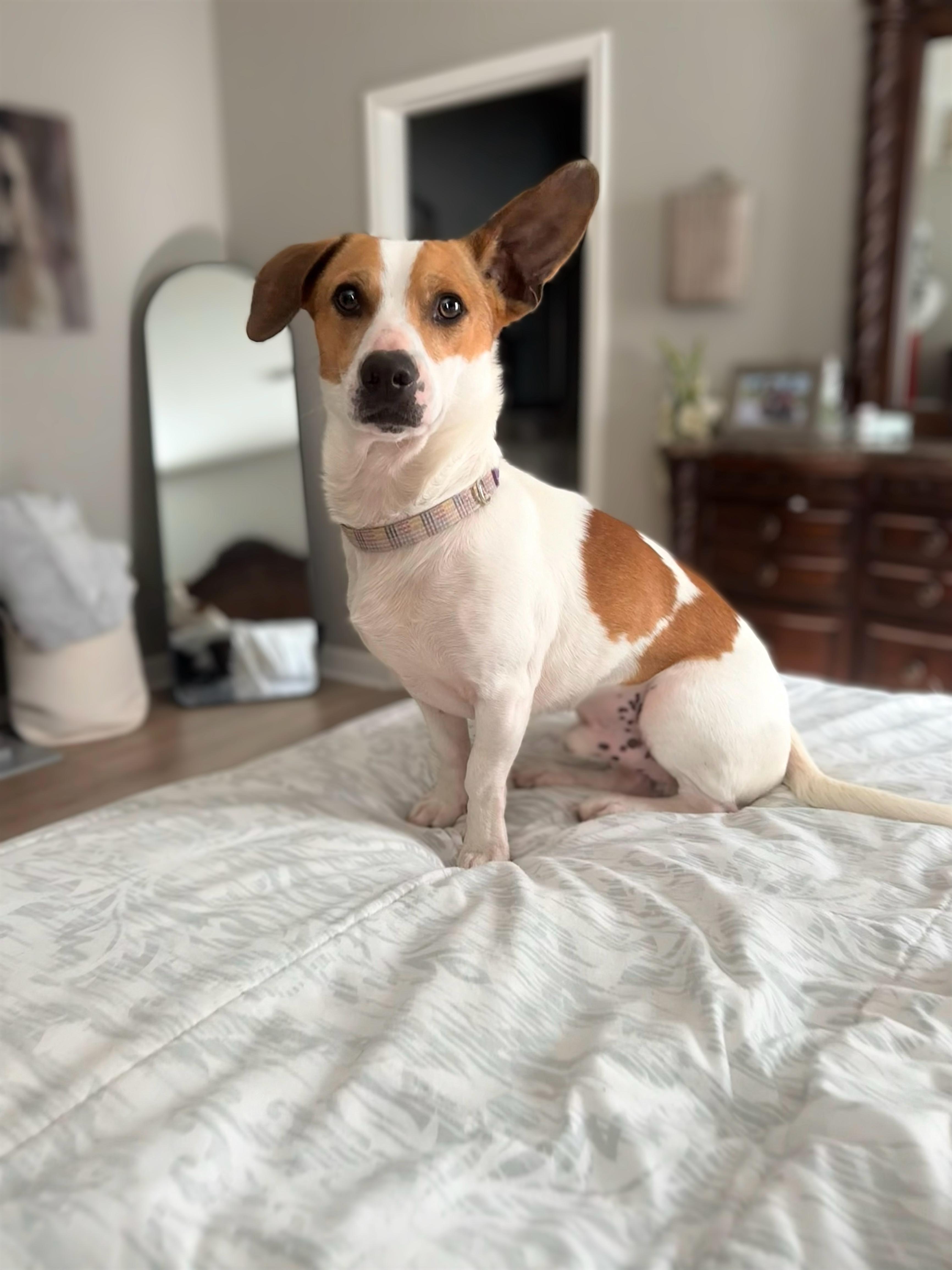 Scotty, ADOPTABLE, Young Male Chihuahua.